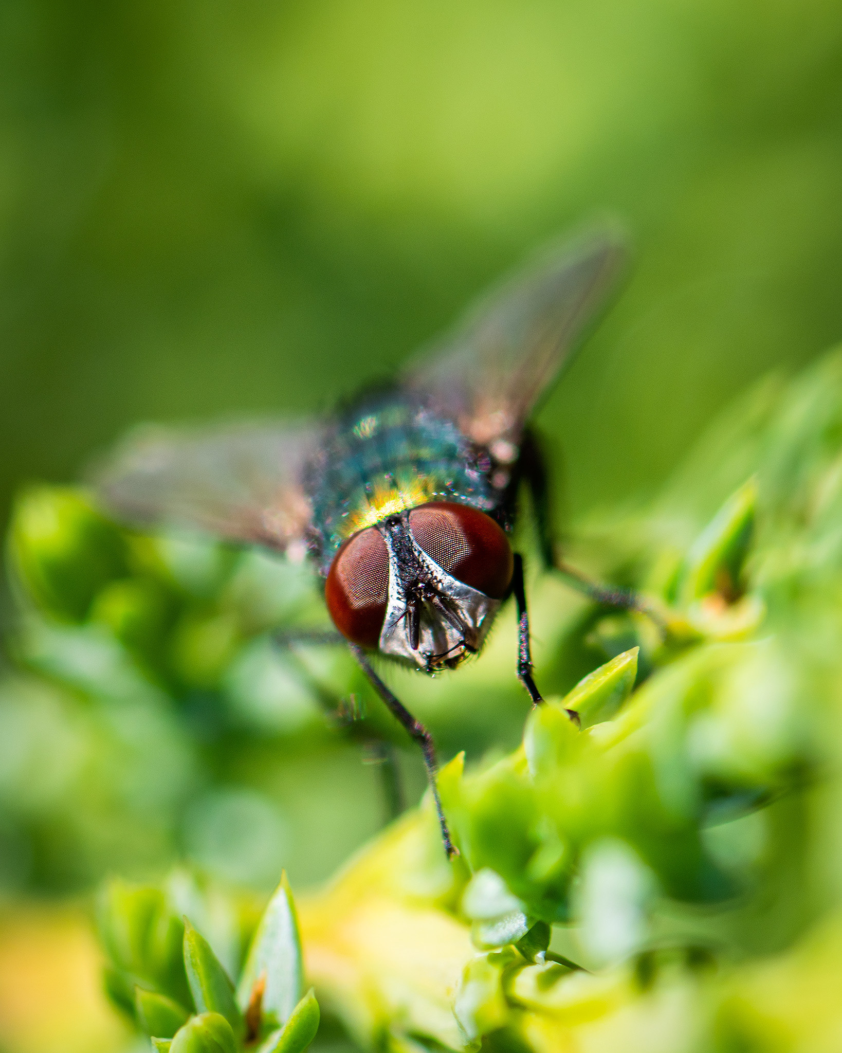 Fly, Bridlewood, Calgary, AB