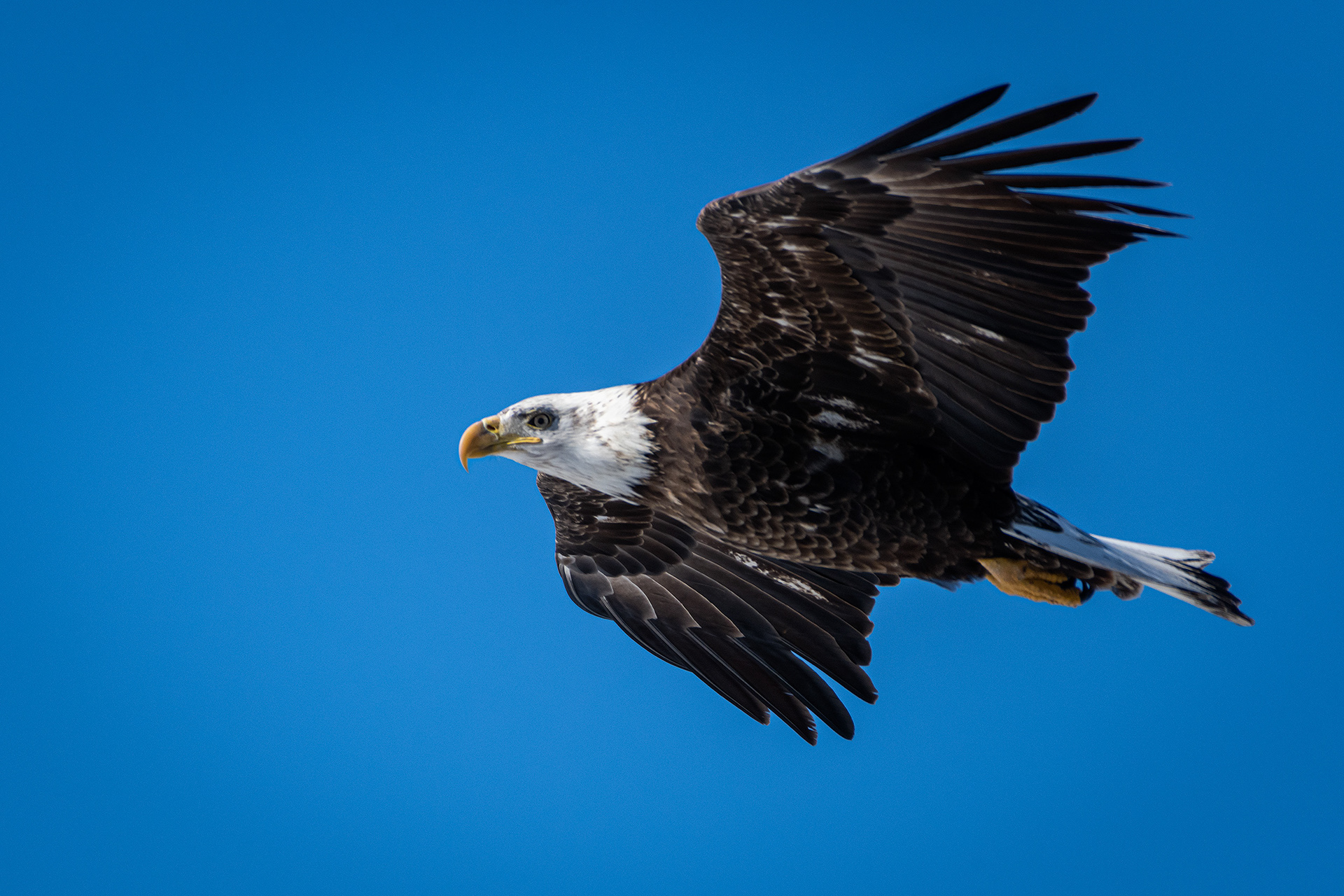 Bald Eagle (immature, but barely) in flight - Southview Off Leash Dog Park, Calgary, AB