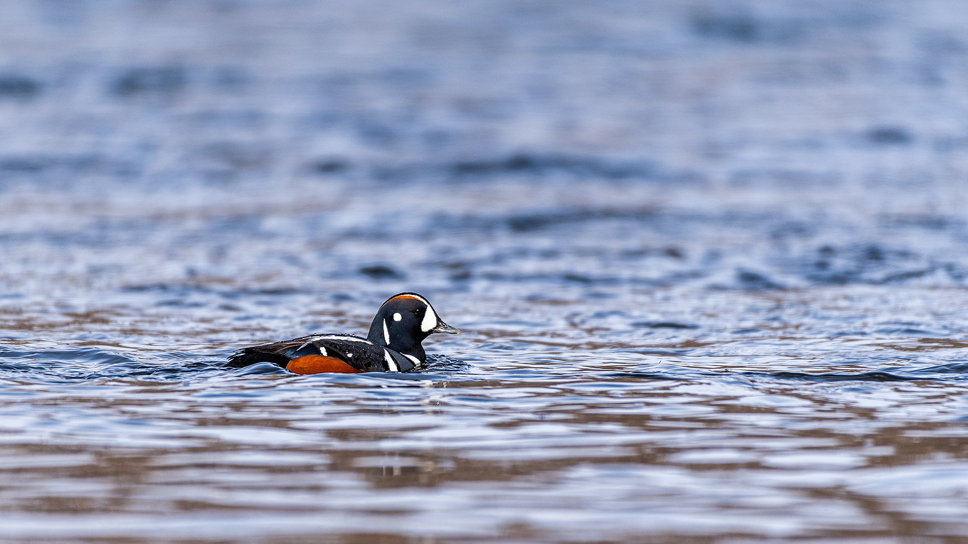 Harlequin Duck on the Bow River near Carburn Park, Calgary, AB