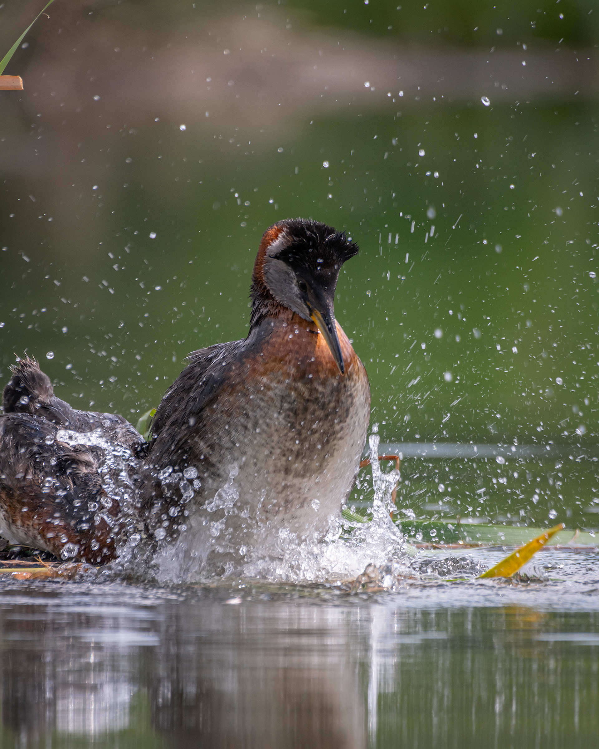 Red-necked Grebe pair, Marshall Springs ponds, Fish Creek Provincial Park, Calgary, AB