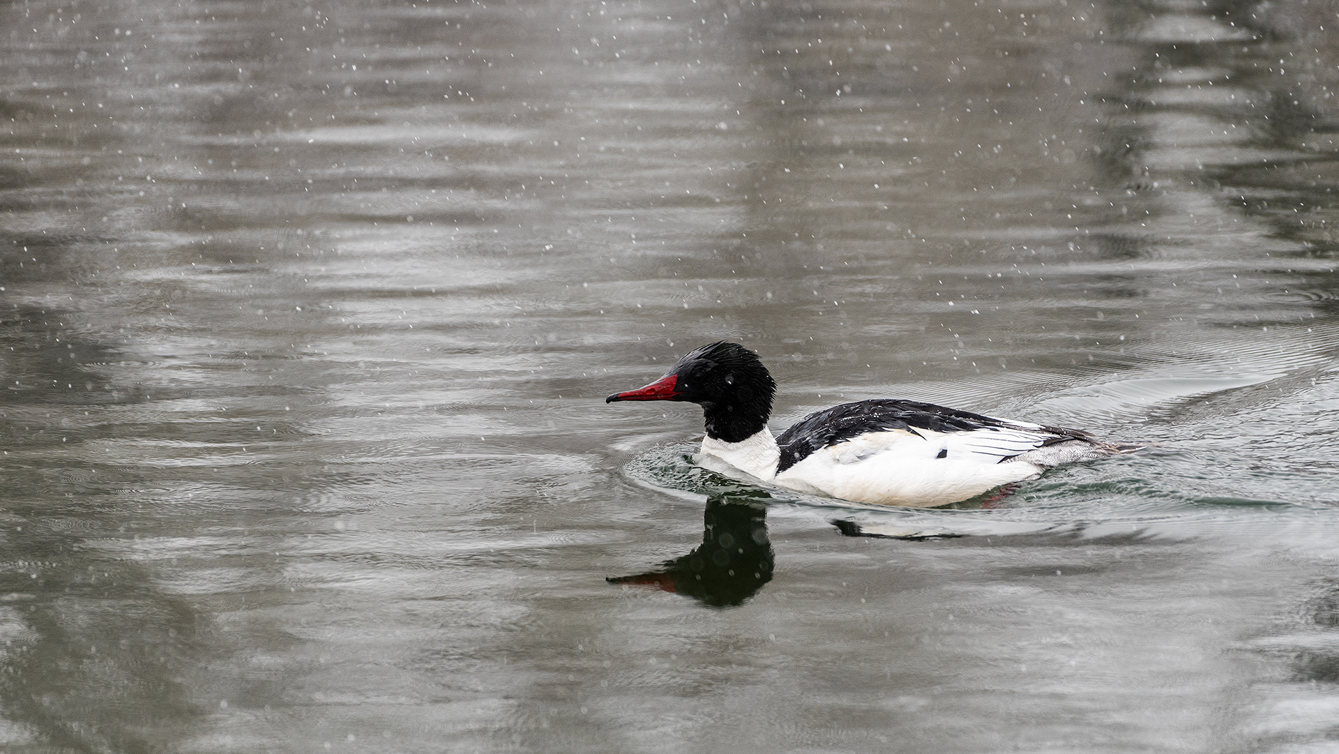 Common Merganser (male) at the Inglewood Bird Sanctuary & Nature Centre, Calgary, Alberta
