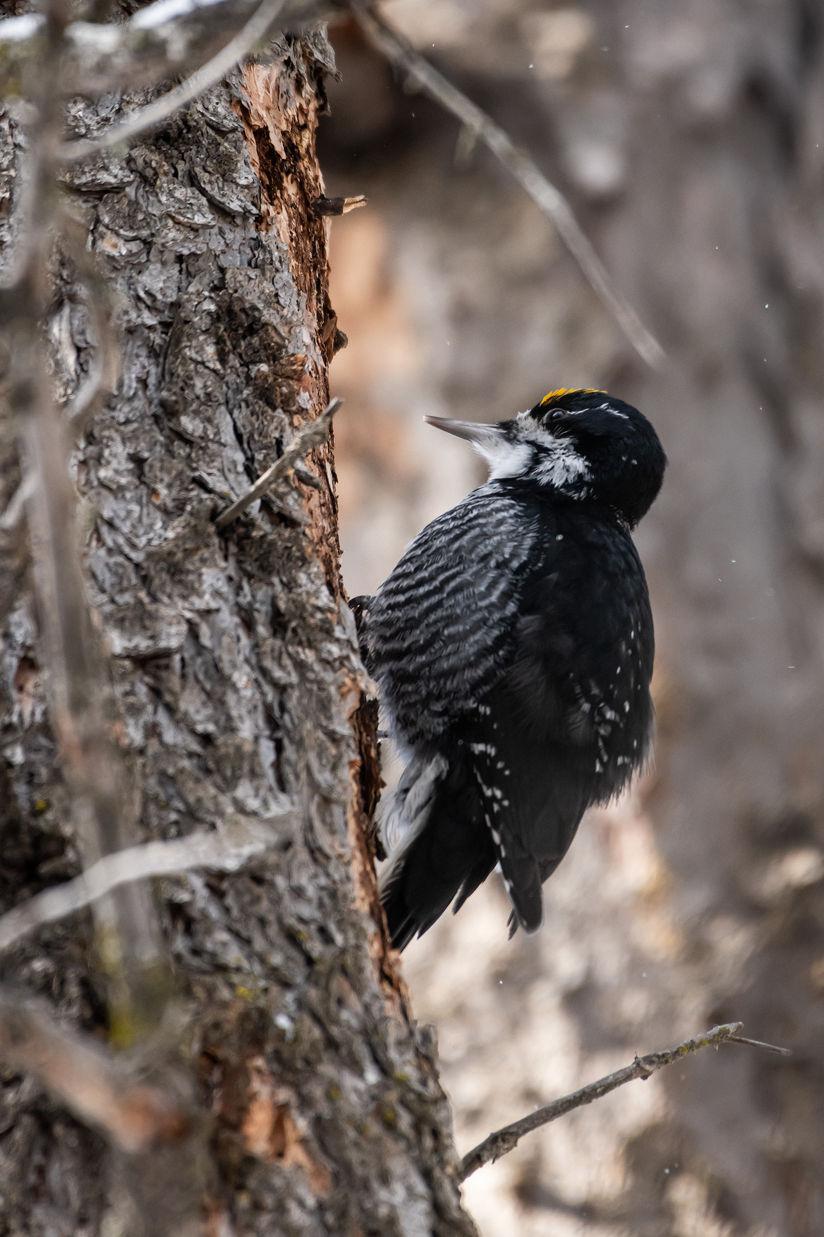 Black-backed Woodpecker (male), near the Marshall Springs area of Fish Creek Provincial Park, Calgary, AB