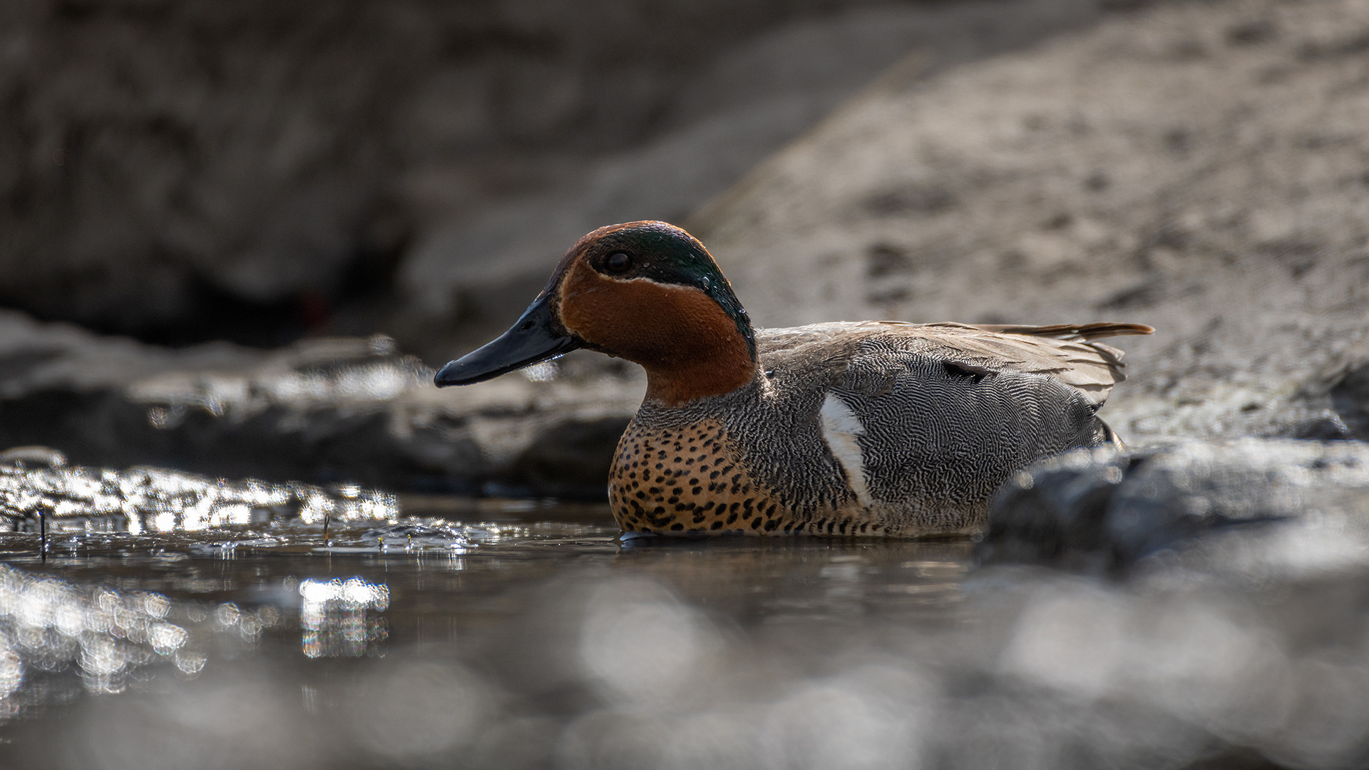 Green-winged Teal (male), Marshall Springs, Fish Creek Provincial Park, Calgary, AB