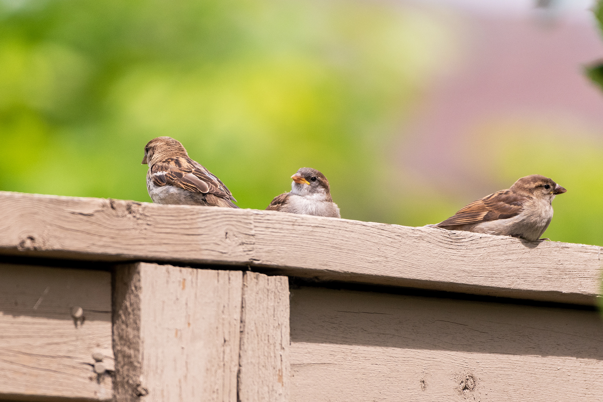 Young House Sparrows on the back yard fence