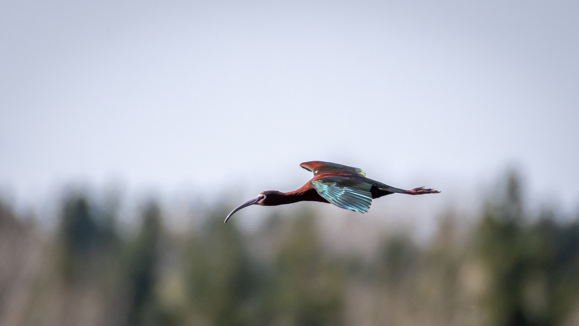 White-faced Ibis (in flight), Glenmore Reservoir, North Glenmore Park, Calgary, AB