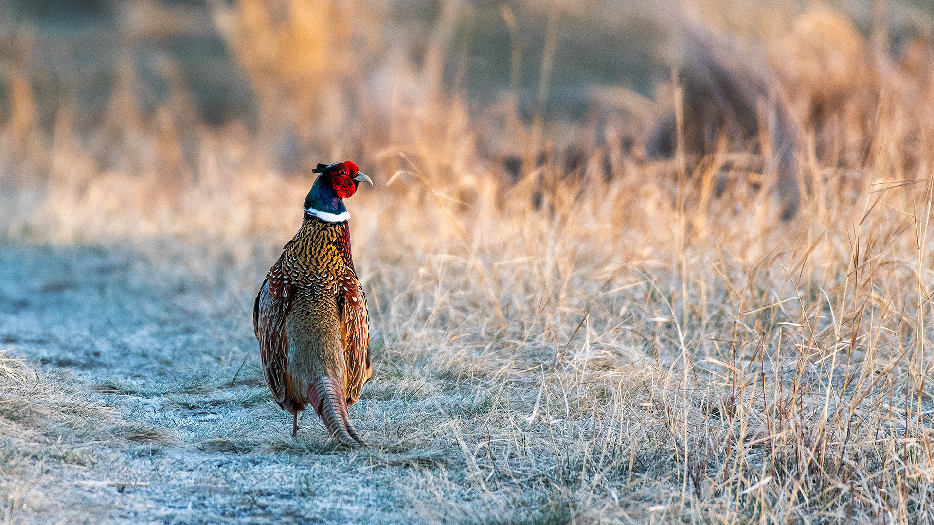 Ring-necked Pheasant (male) at Burnsmead Day Use Area, Fish Creek Provincial Park, Calgary, Alberta
