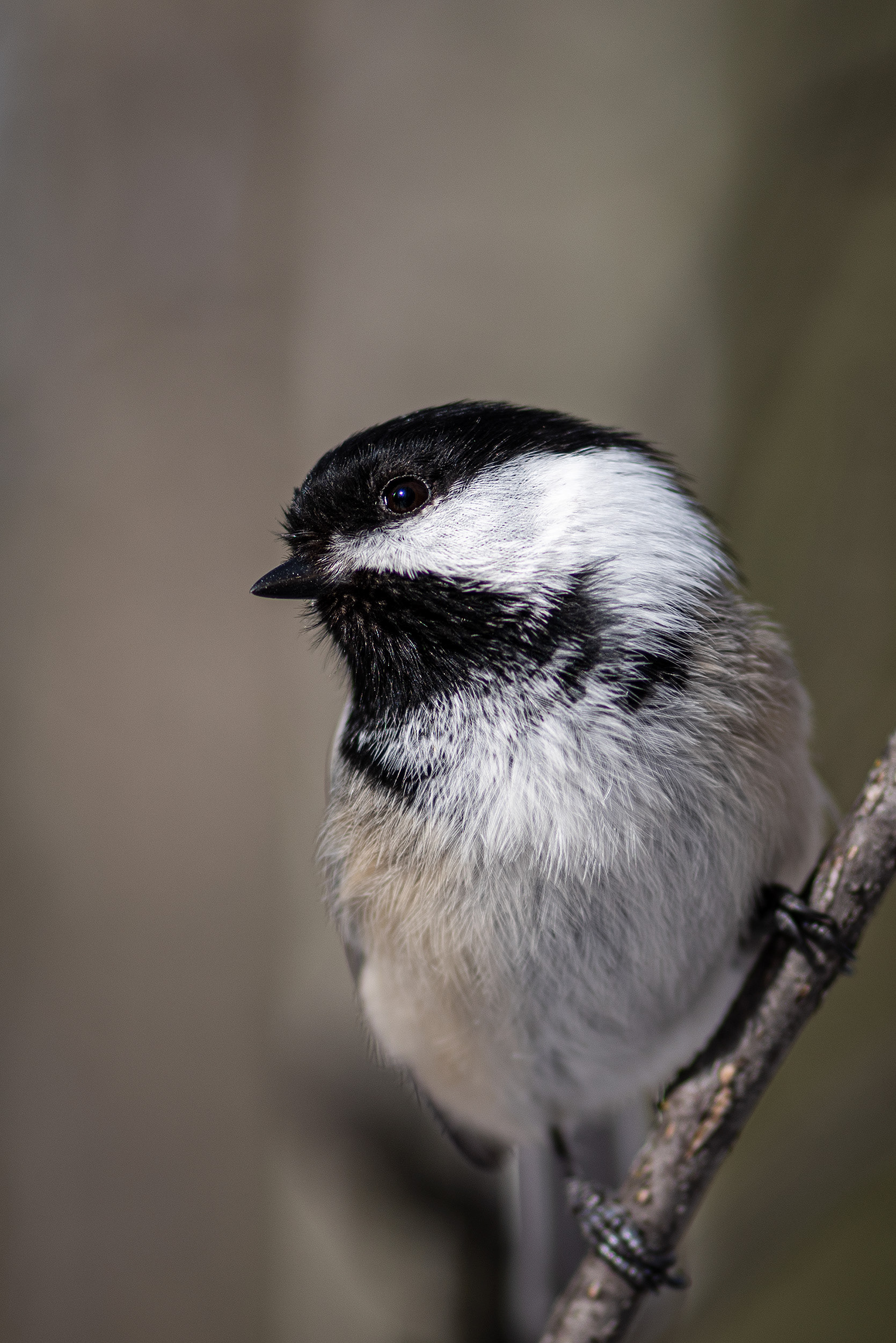 Black-capped Chickadee, near the Marshall Springs area of Fish Creek Provincial Park, Calgary, AB