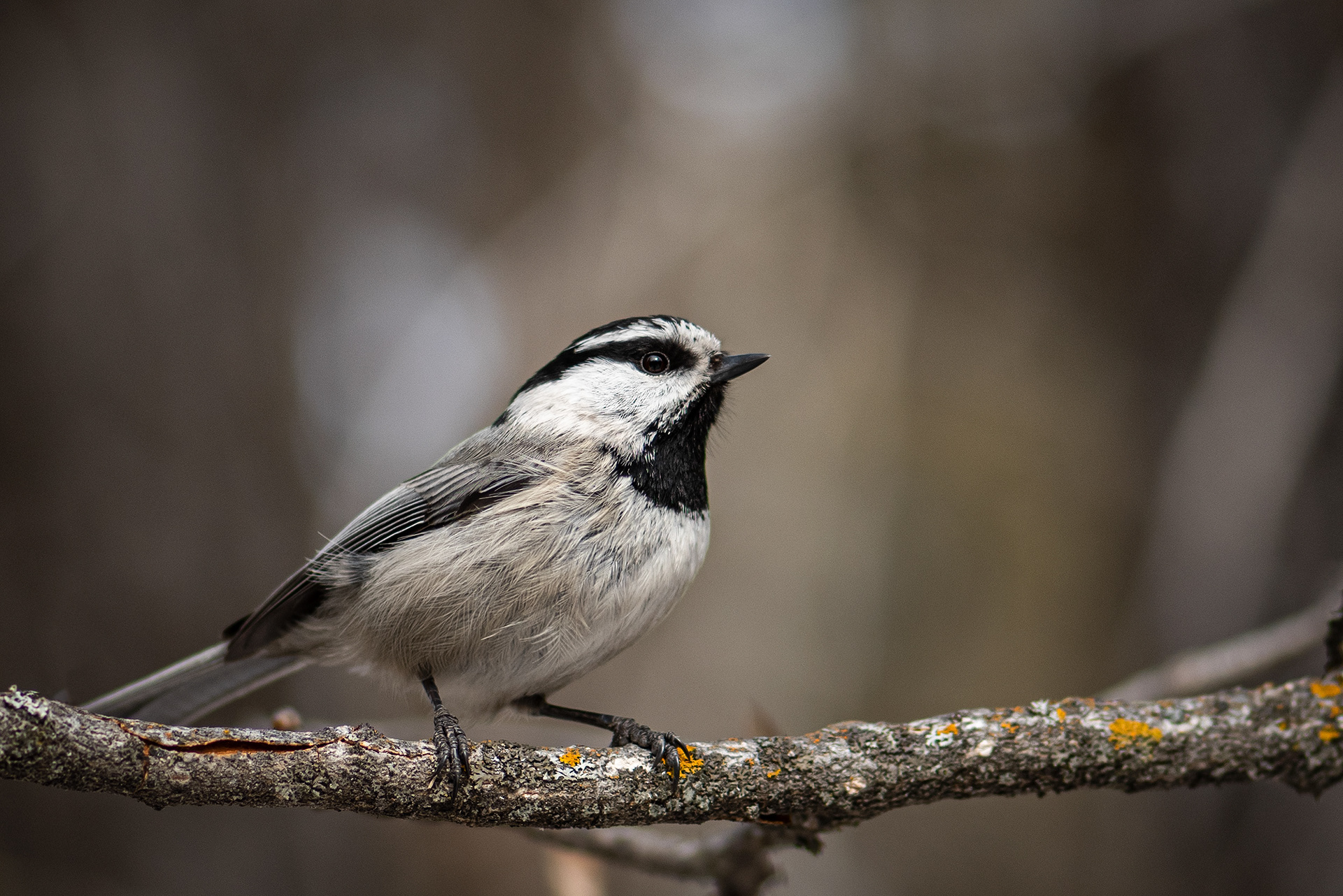 Mountain Chickadee, near the Marshall Springs area of Fish Creek Provincial Park, Calgary, AB