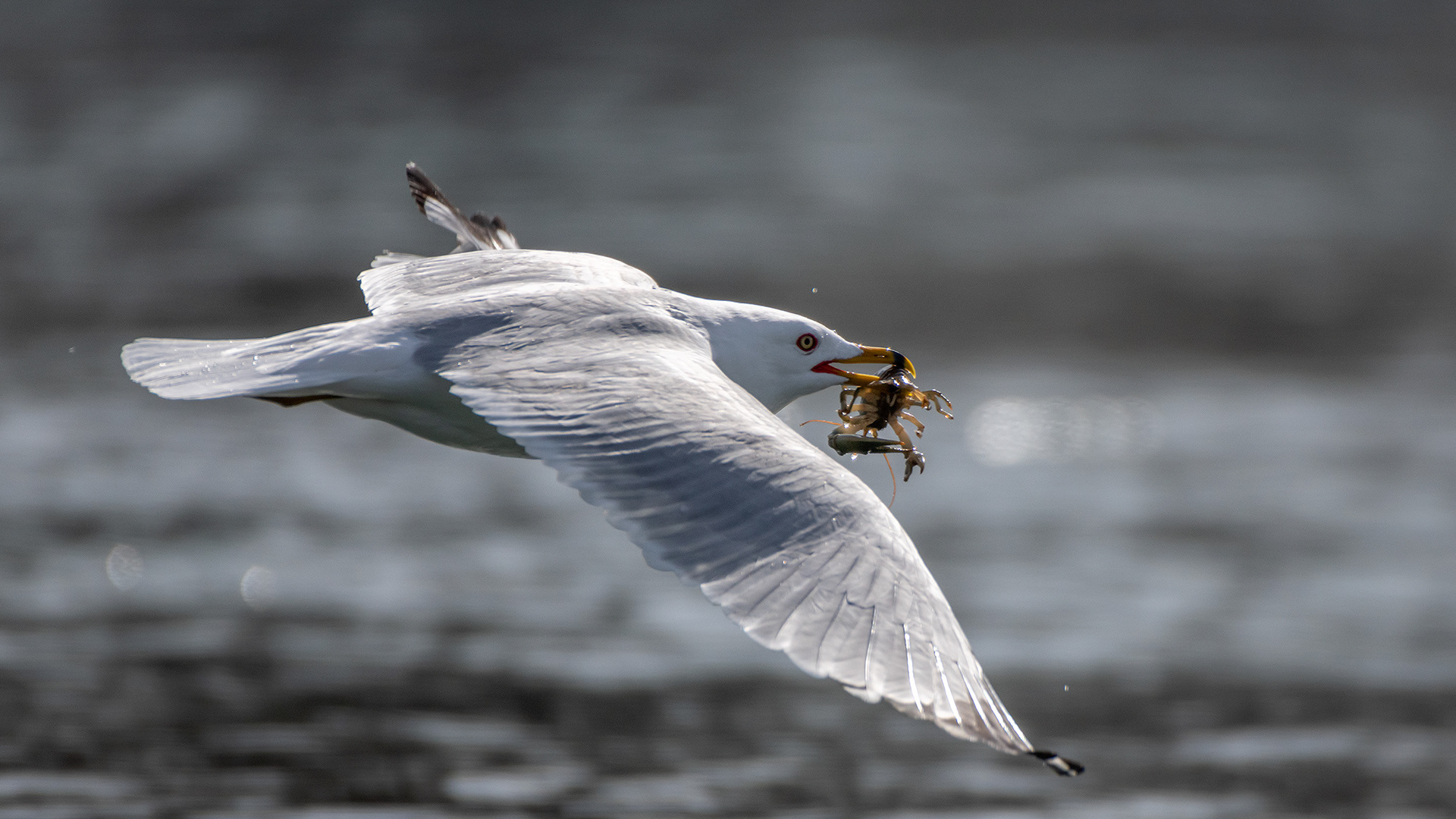 Ring-billed Gull (in flight) with a crayfish, near the Harvie Passage of the Bow River, Pearce Estate Park, Calgary, AB