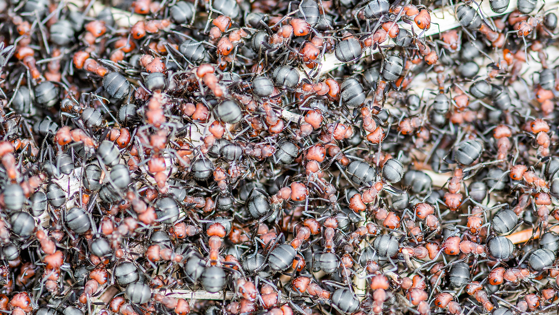 Ants near Marshall Springs in Fish Creek Provincial Park