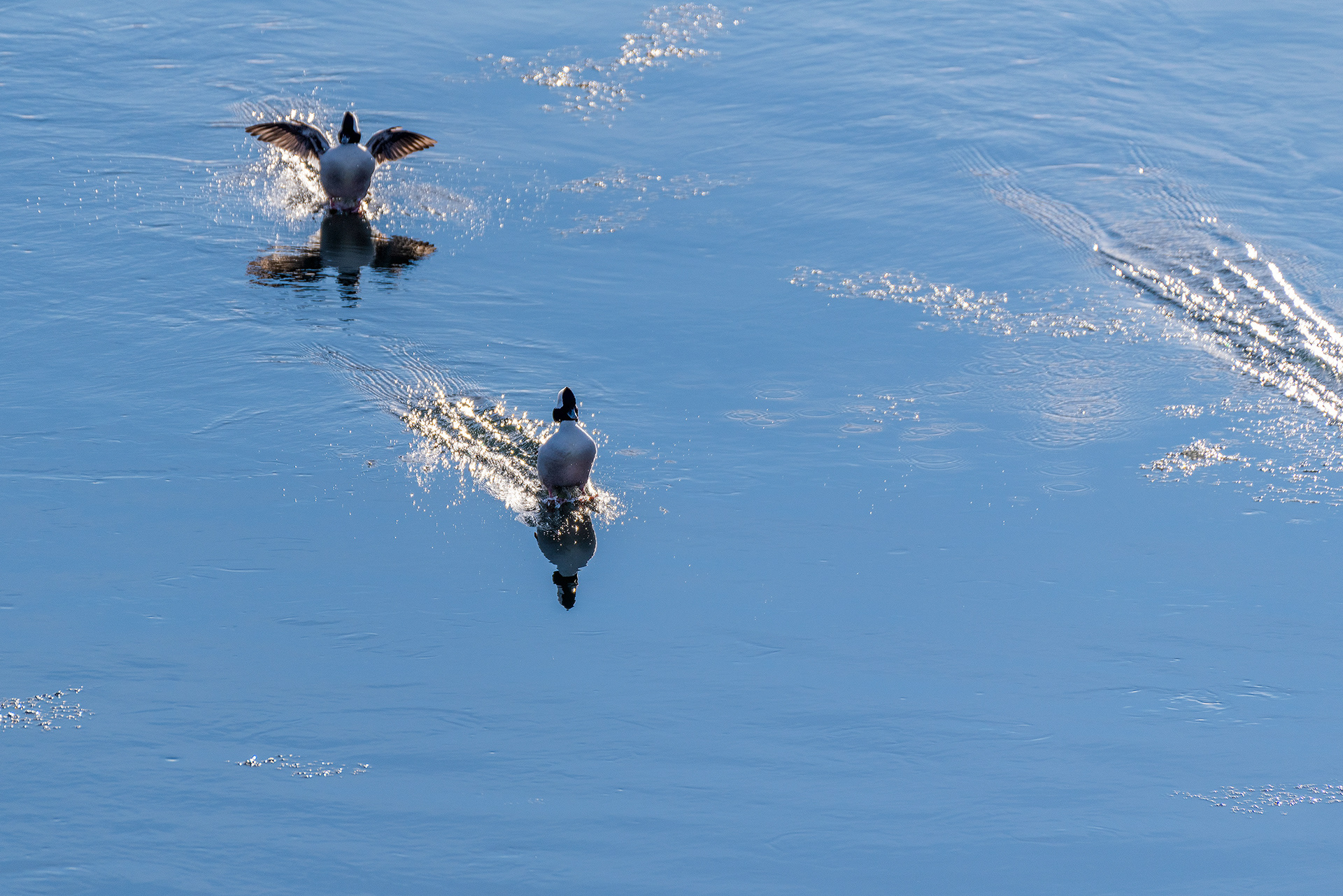 Buffleheads (males) at the Bow River, near Carburn Park