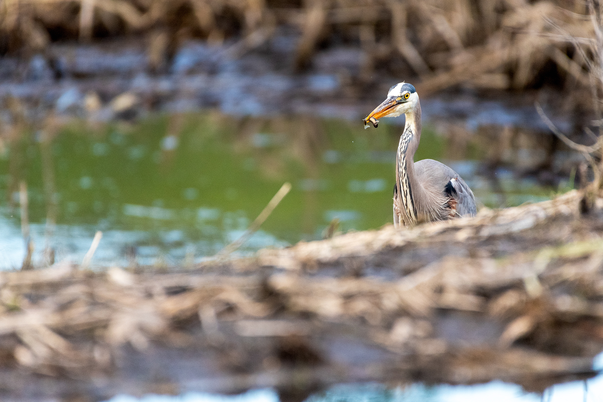 Great Blue Heron