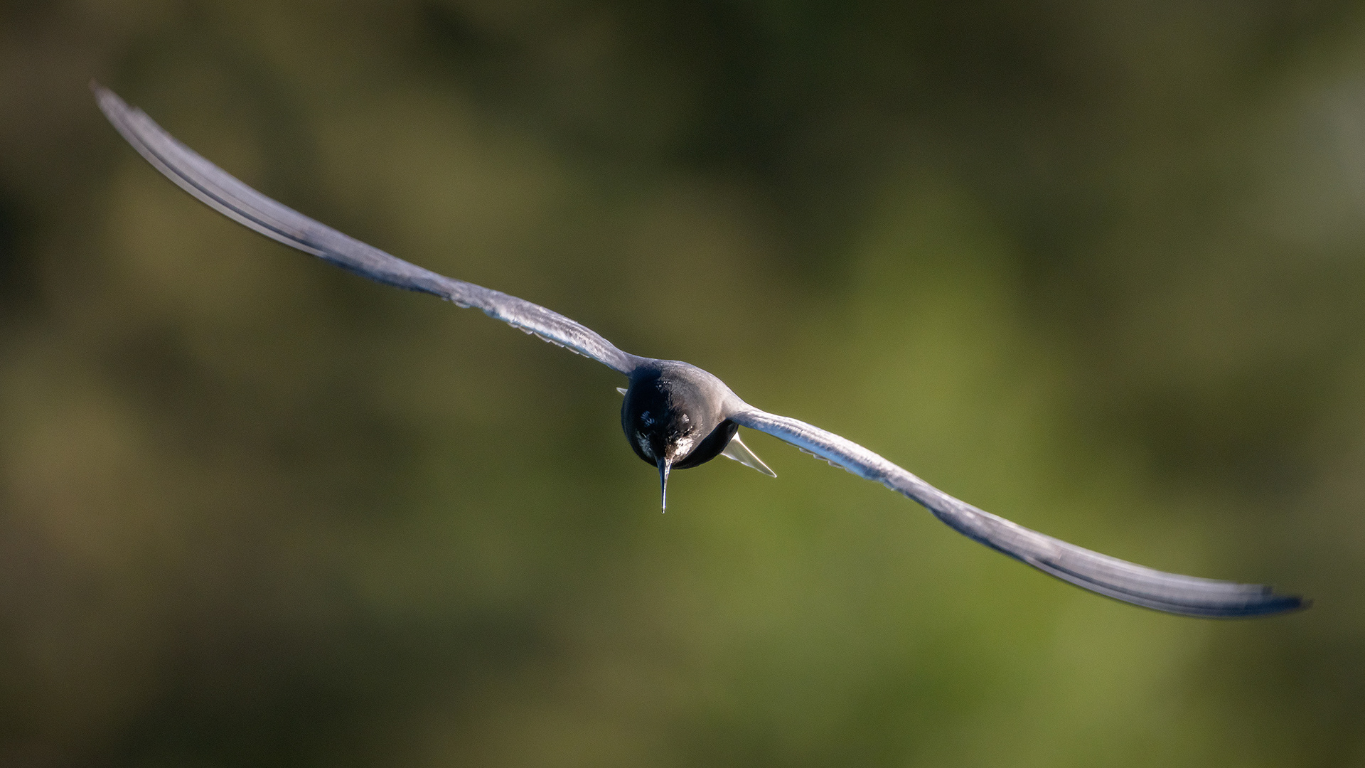 Black Tern (in flight), Marshall Springs ponds, Fish Creek Provincial Park, Calgary, AB