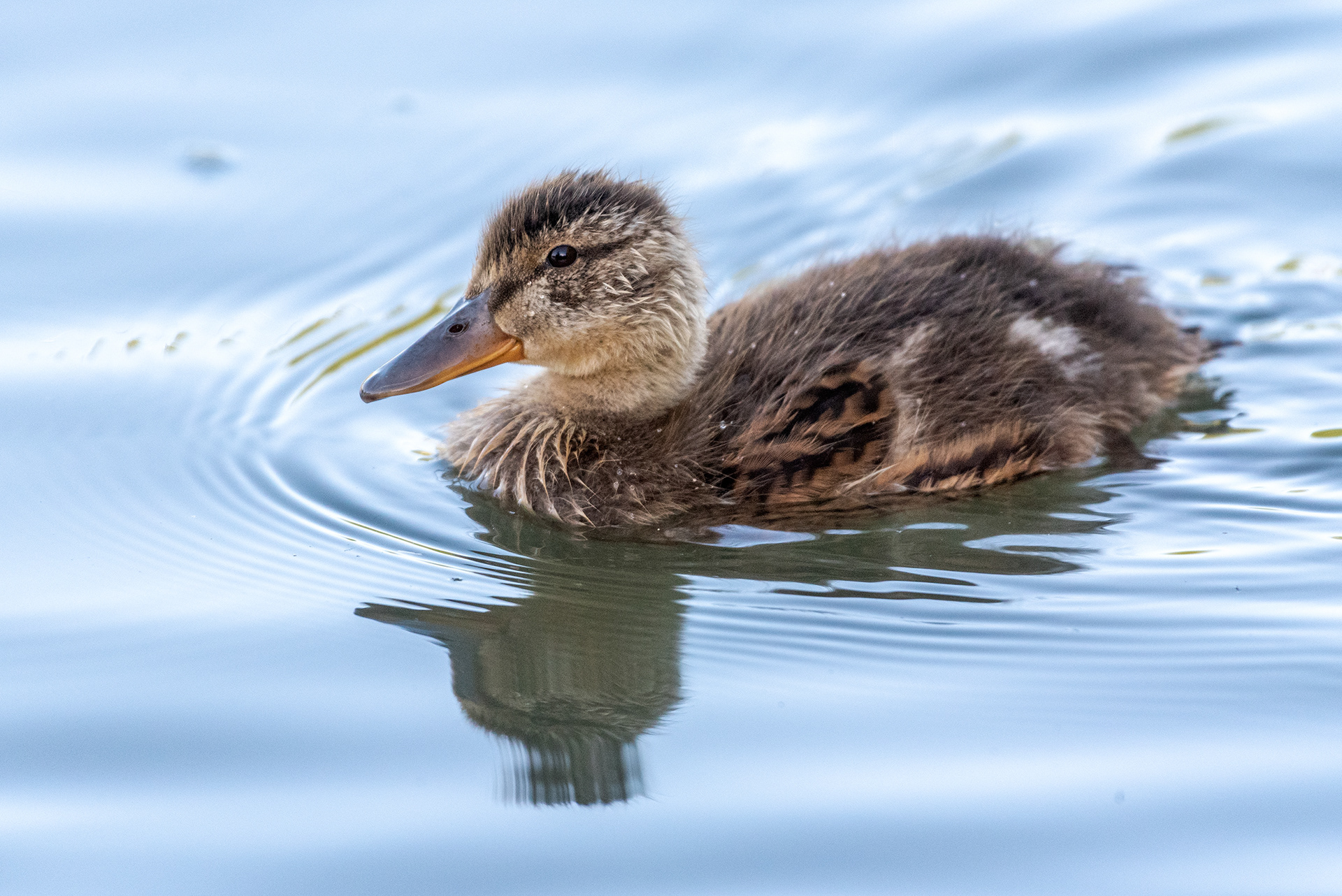 Mallard duckling