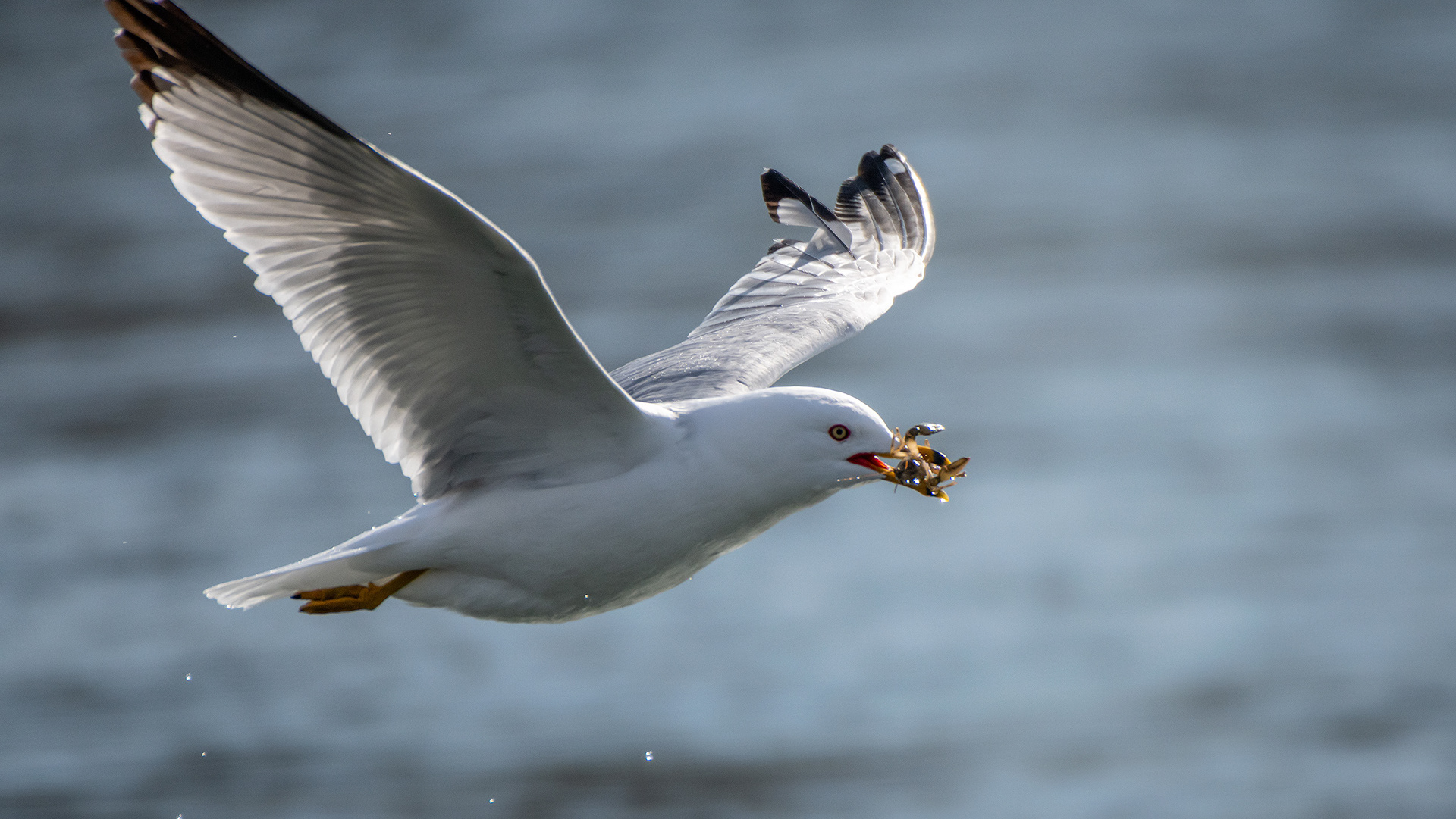 Ring-billed Gull (in flight) with a crayfish, near the Harvie Passage of the Bow River, Pearce Estate Park, Calgary, AB