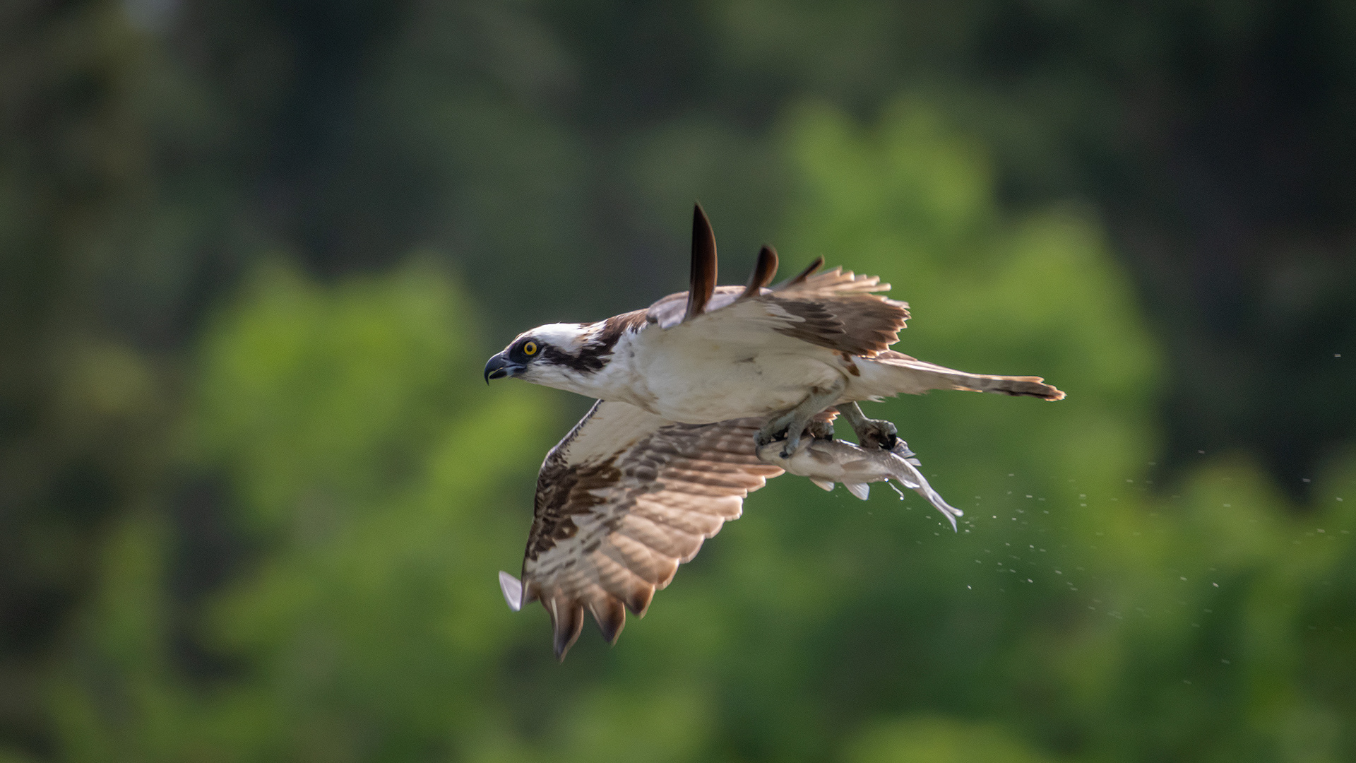 Osprey (in flight) with a fish, Marshall Springs ponds, Fish Creek Provincial Park, Calgary, AB