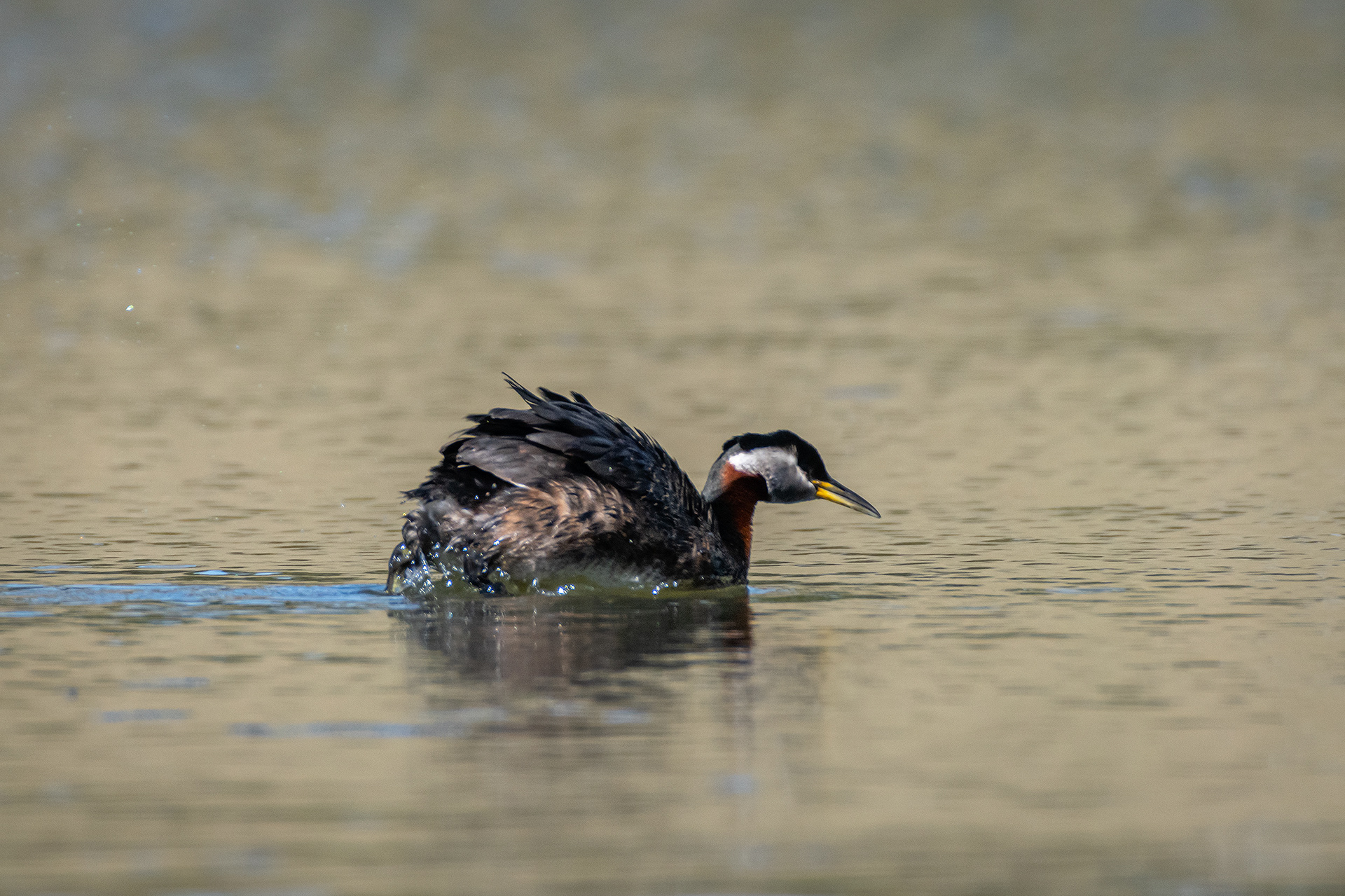Red-necked Grebe (male), Marshall Springs ponds, Fish Creek Provincial Park, Calgary, AB