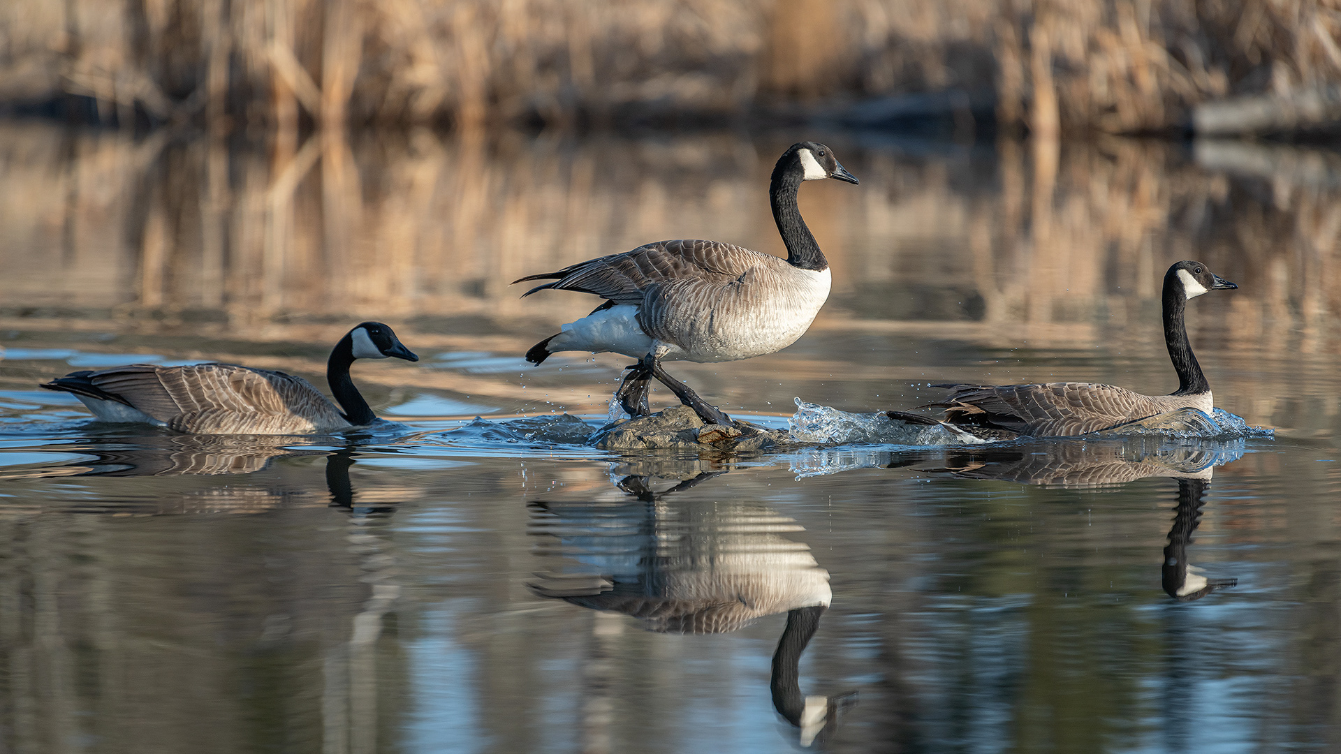 Canada Geese, Marshall Springs, Fish Creek Provincial Park, Calgary, AB