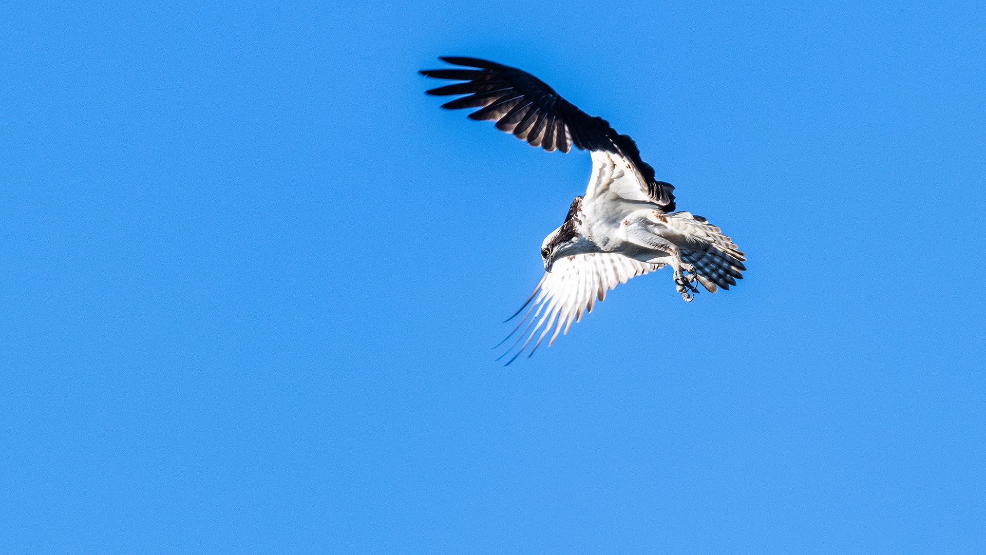Osprey (in flight) high above the Marshall Springs ponds in Fish Creek Provincial Park, Calgary, Alberta