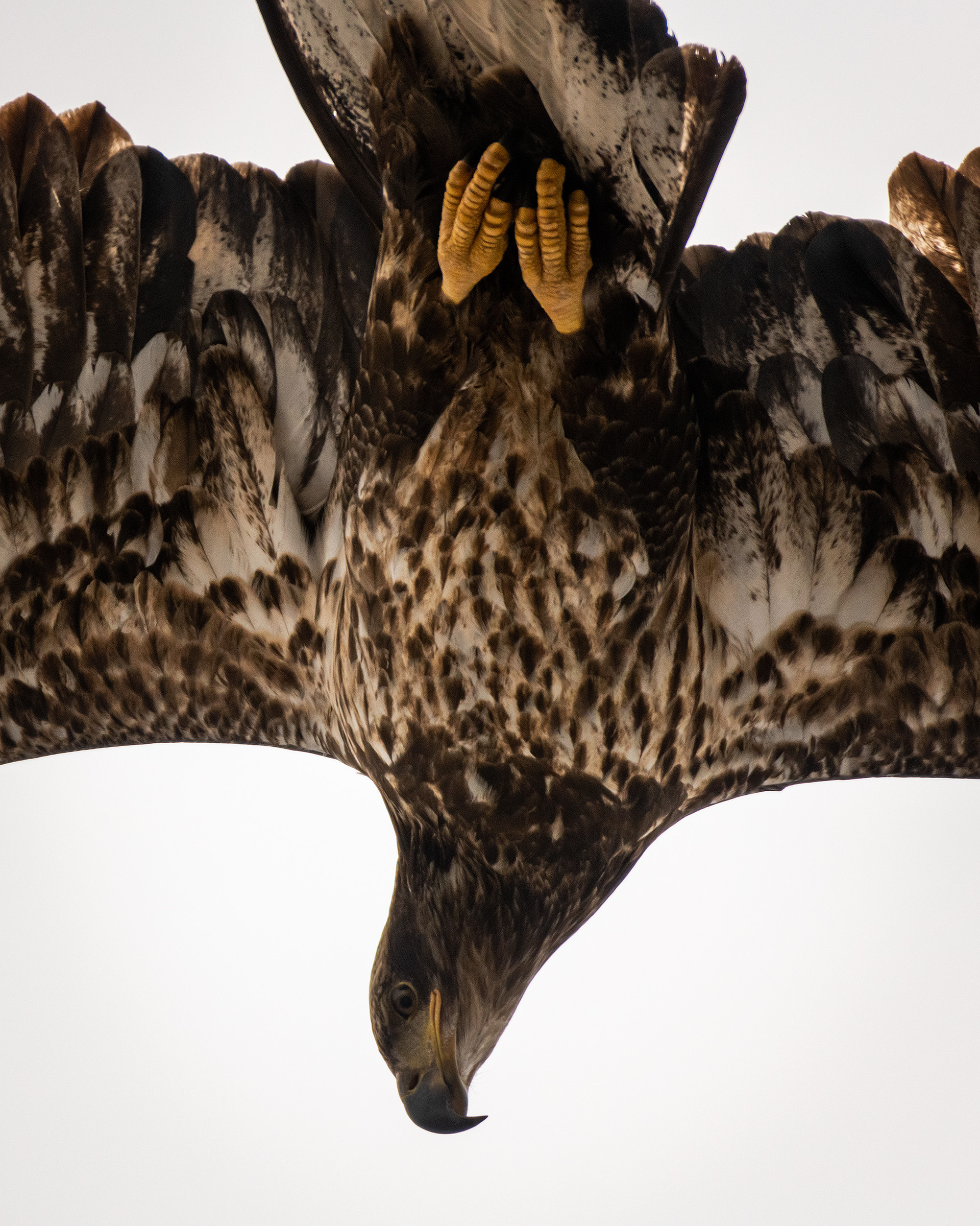 Bald Eagle (immature) in flight - Southview Off Leash Dog Park, Calgary, AB