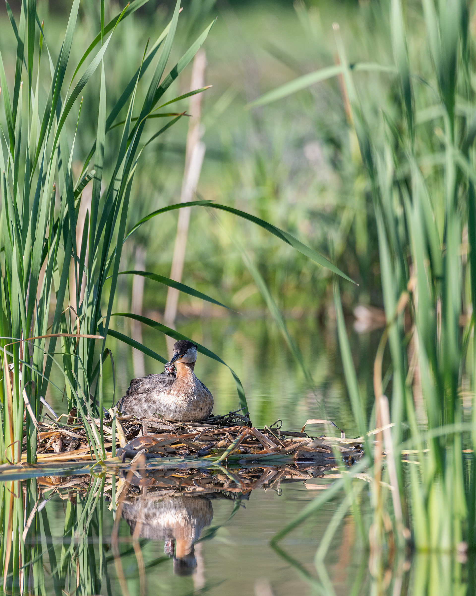 Red-necked Grebe (female) on her nest (one chick visible on her back), Marshall Springs - Fish Creek Prov. Park, Calgary, AB
