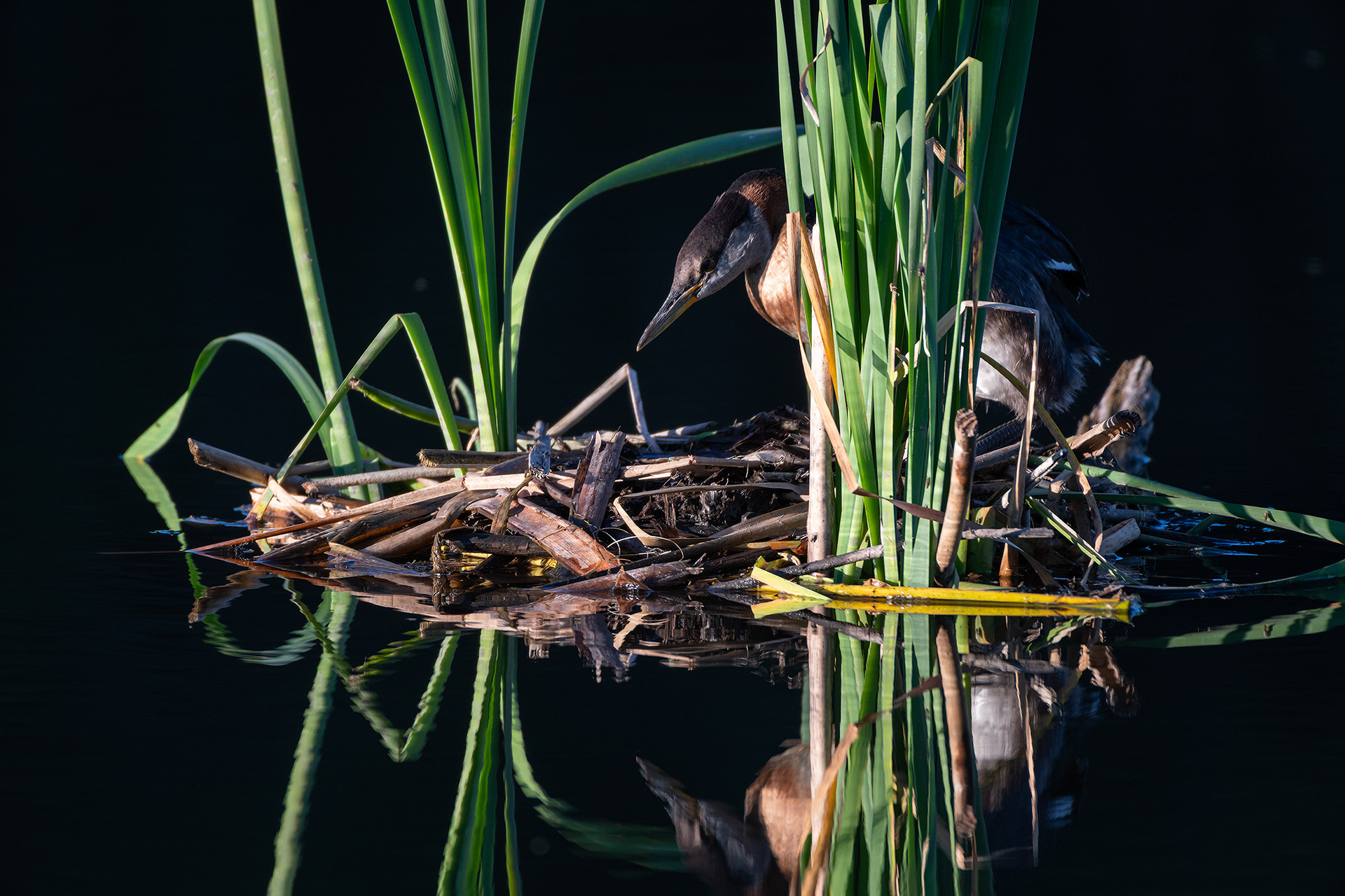 Red-necked Grebe, Marshall Springs ponds, Fish Creek Provincial Park, Calgary, AB