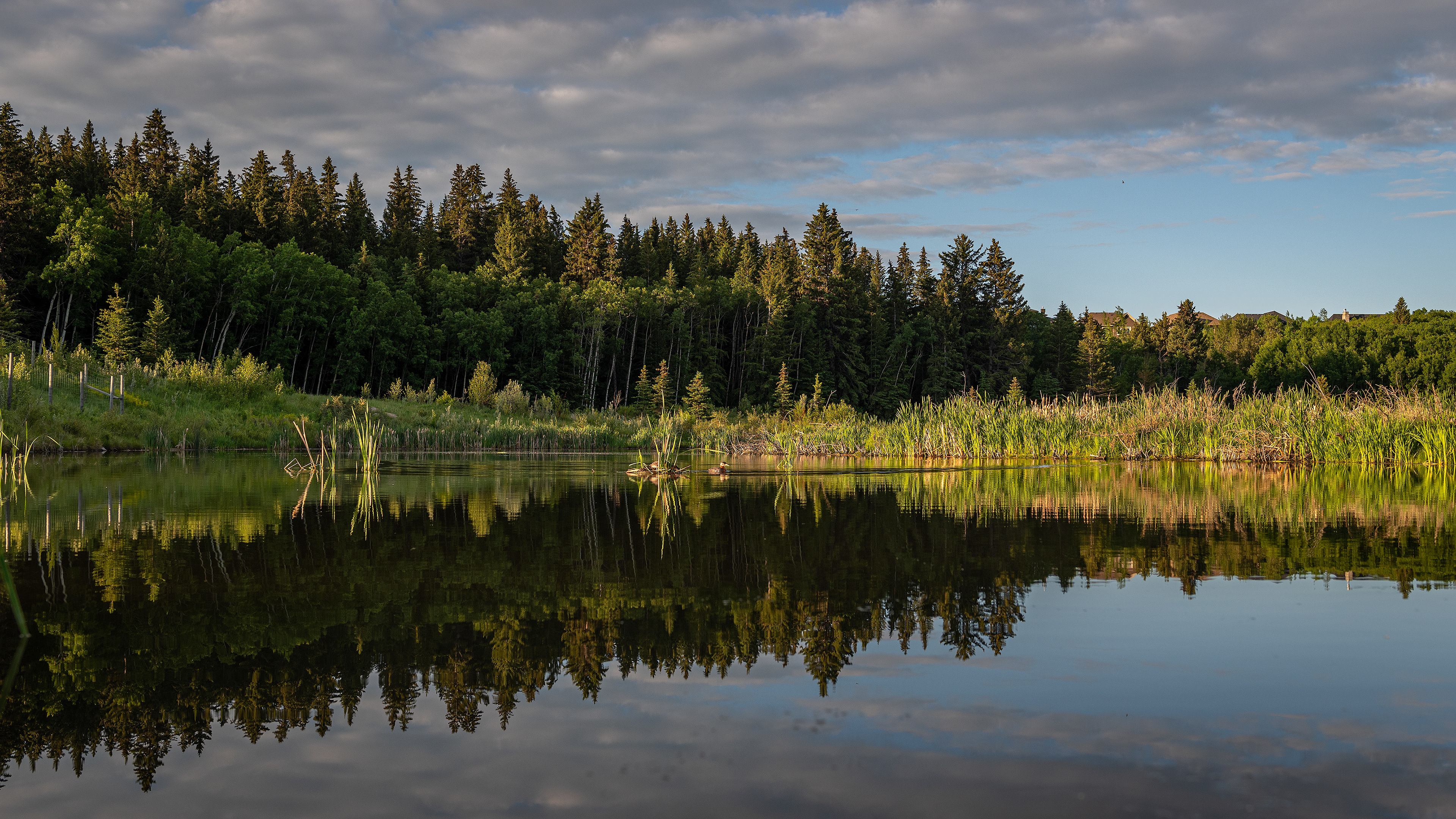 Landscape at Sunrise, Marshall Springs ponds, Fish Creek Provincial Park, Calgary, AB