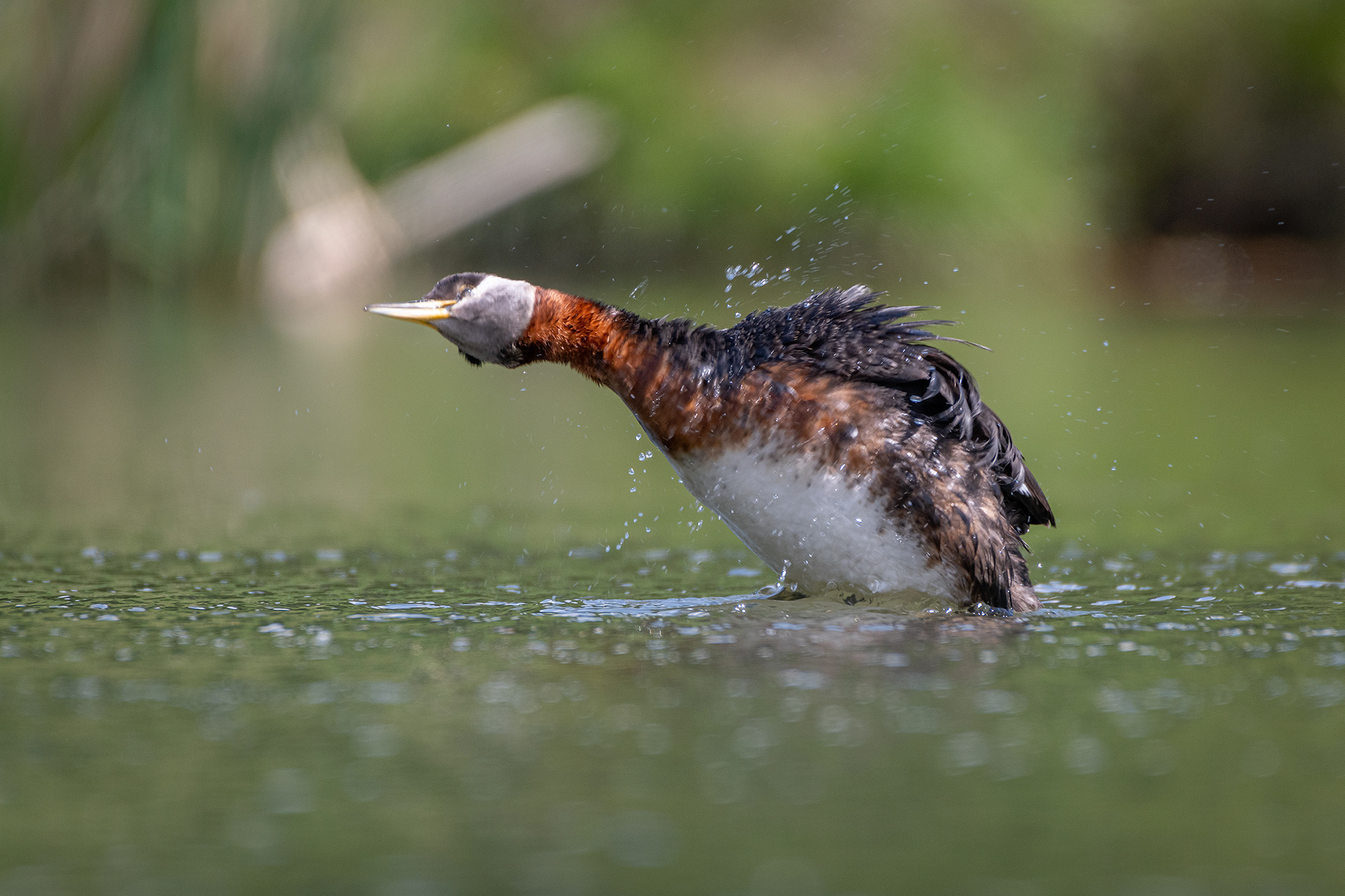 Red-necked Grebe, Marshall Springs ponds, Fish Creek Provincial Park, Calgary, AB