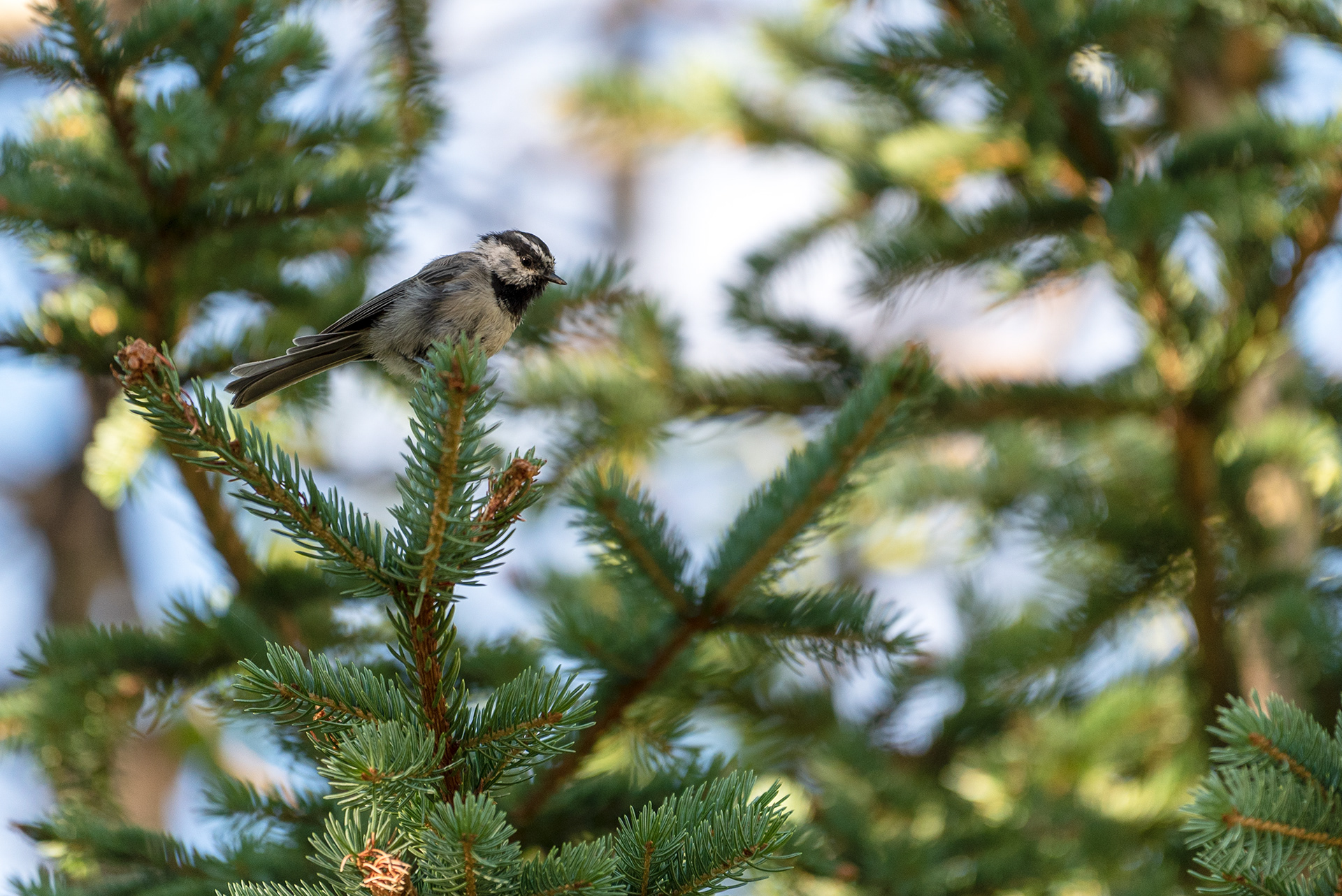 Mountain Chickadee