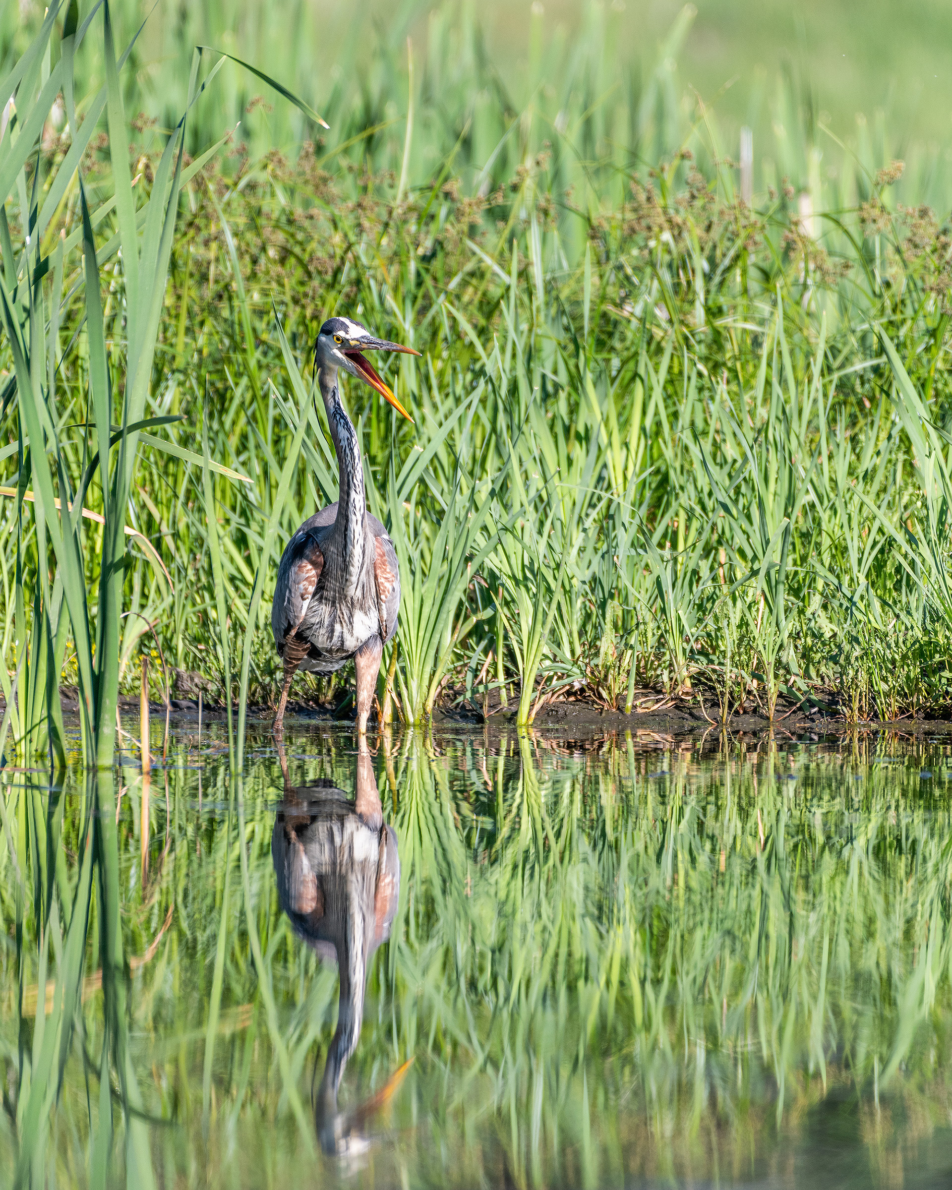 Great Blue Heron fishing, Marshall Springs - Fish Creek Prov. Park, Calgary, AB