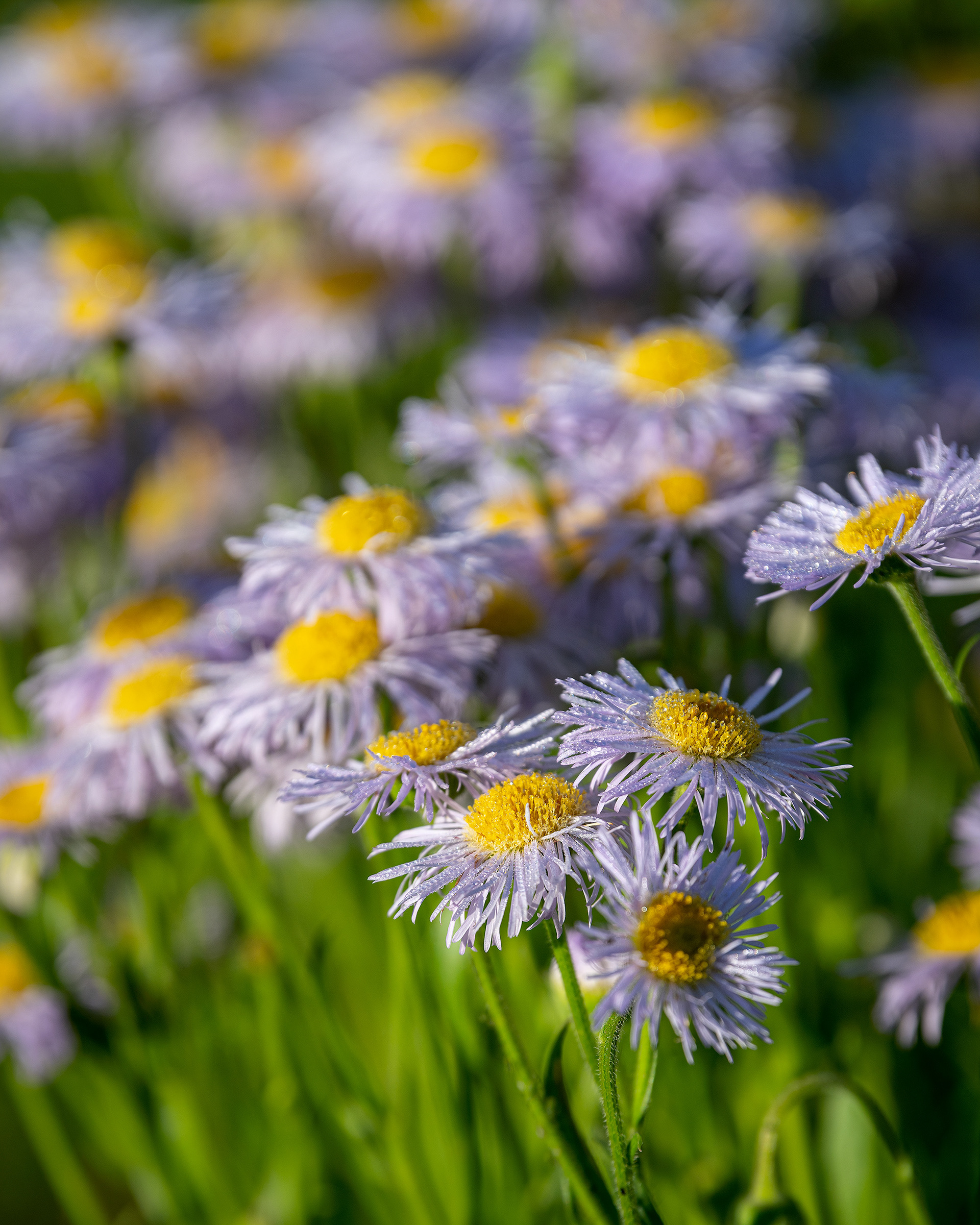 Flowers, Marshall Springs area, Fish Creek Provincial Park, Calgary, AB