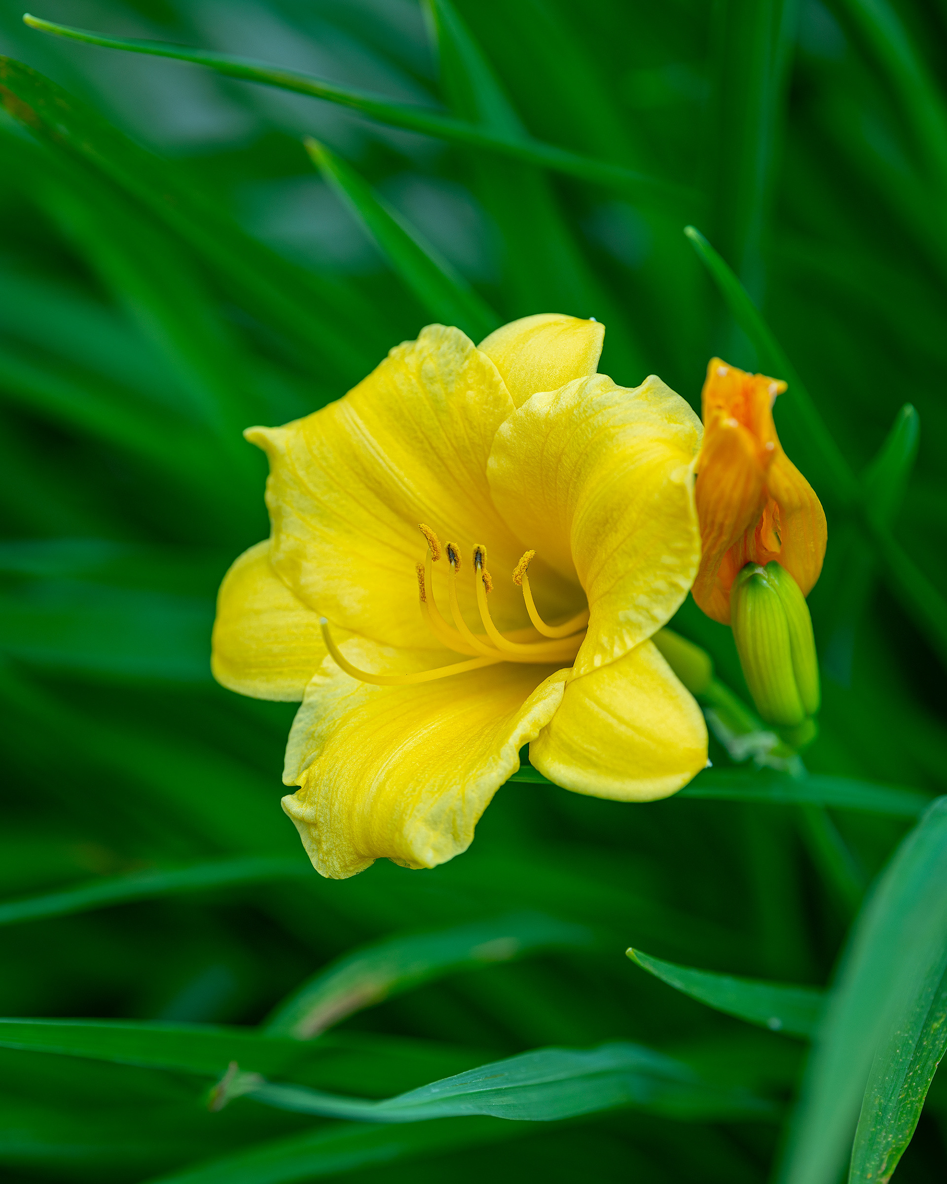 Flower, Bridlewood, Calgary, AB