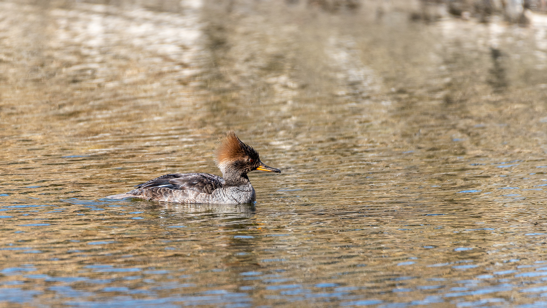 Hooded Merganser (female) at the Inglewood Bird Sanctuary & Nature Centre, Calgary, Alberta
