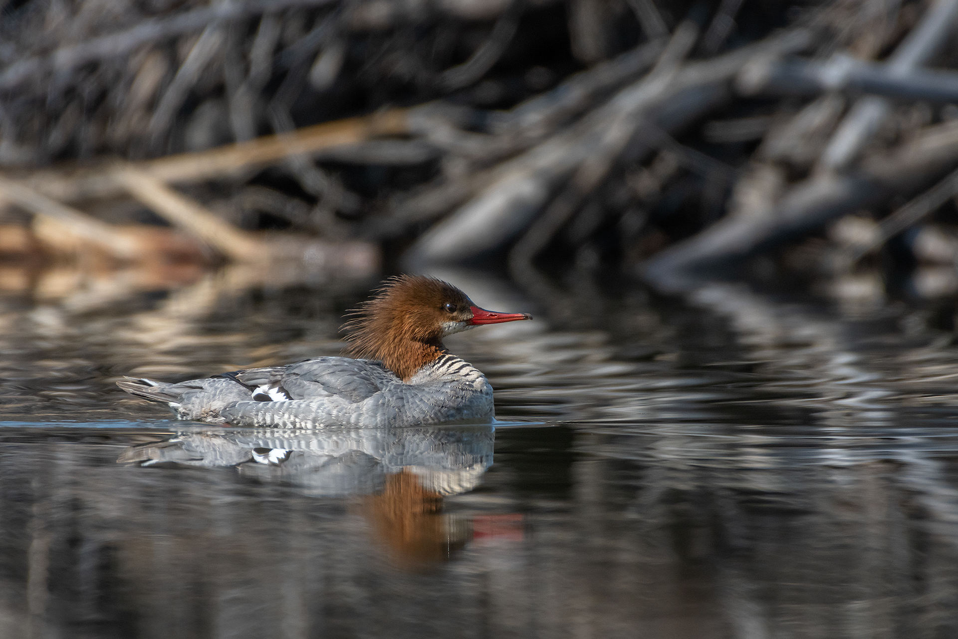 Common Merganser (female), Marshall Springs, Fish Creek Provincial Park, Calgary, AB
