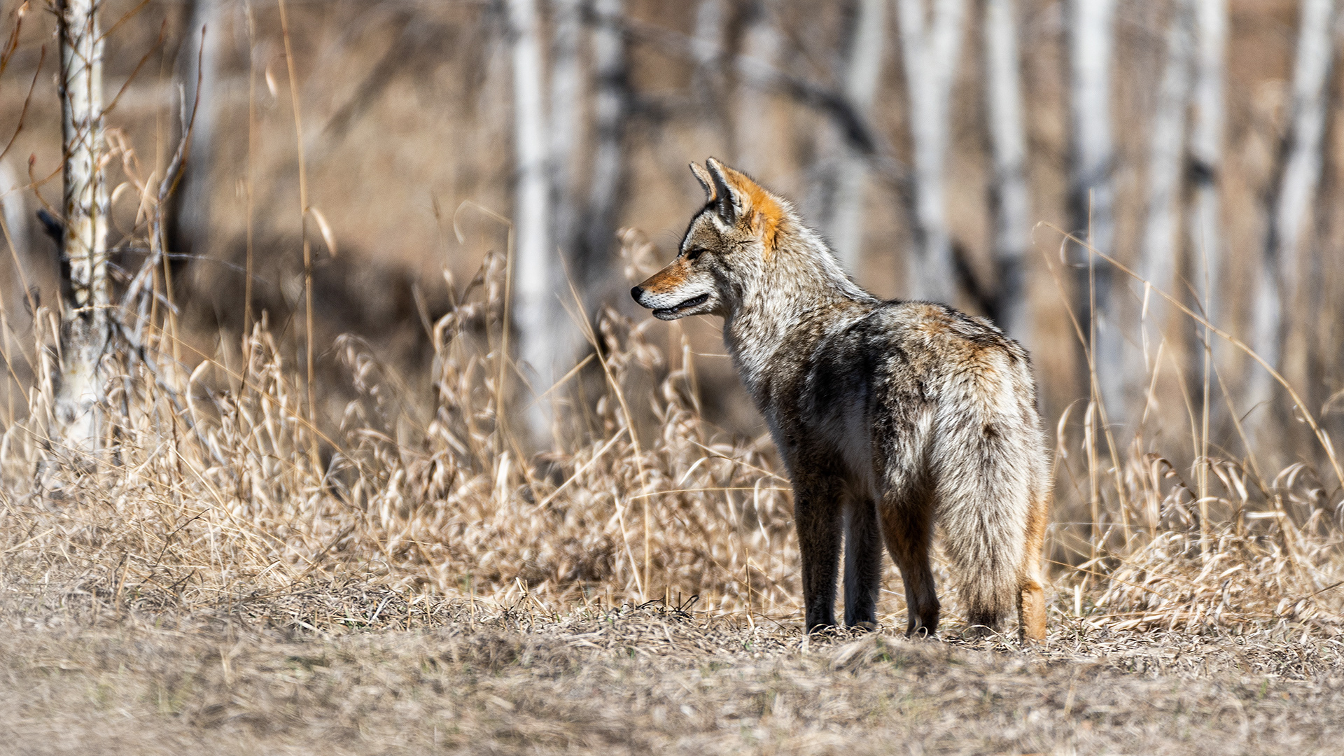 Coyote near Shannon Terrace, Fish Creek Prov. Park, Calgary, AB