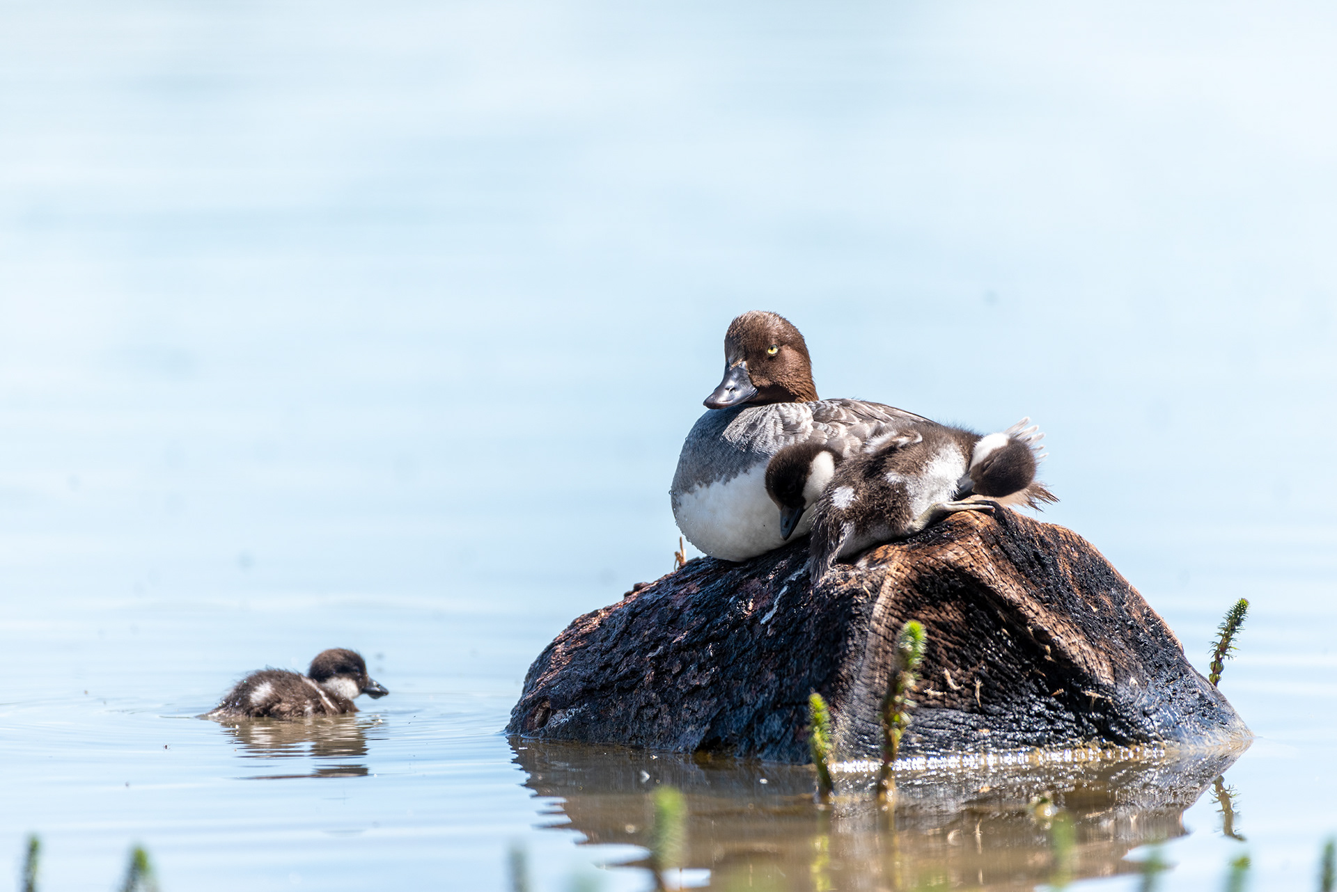 Common Goldeneye, ducklings, Glenmore Reservoir, Elbow River, Calgary, Alberta