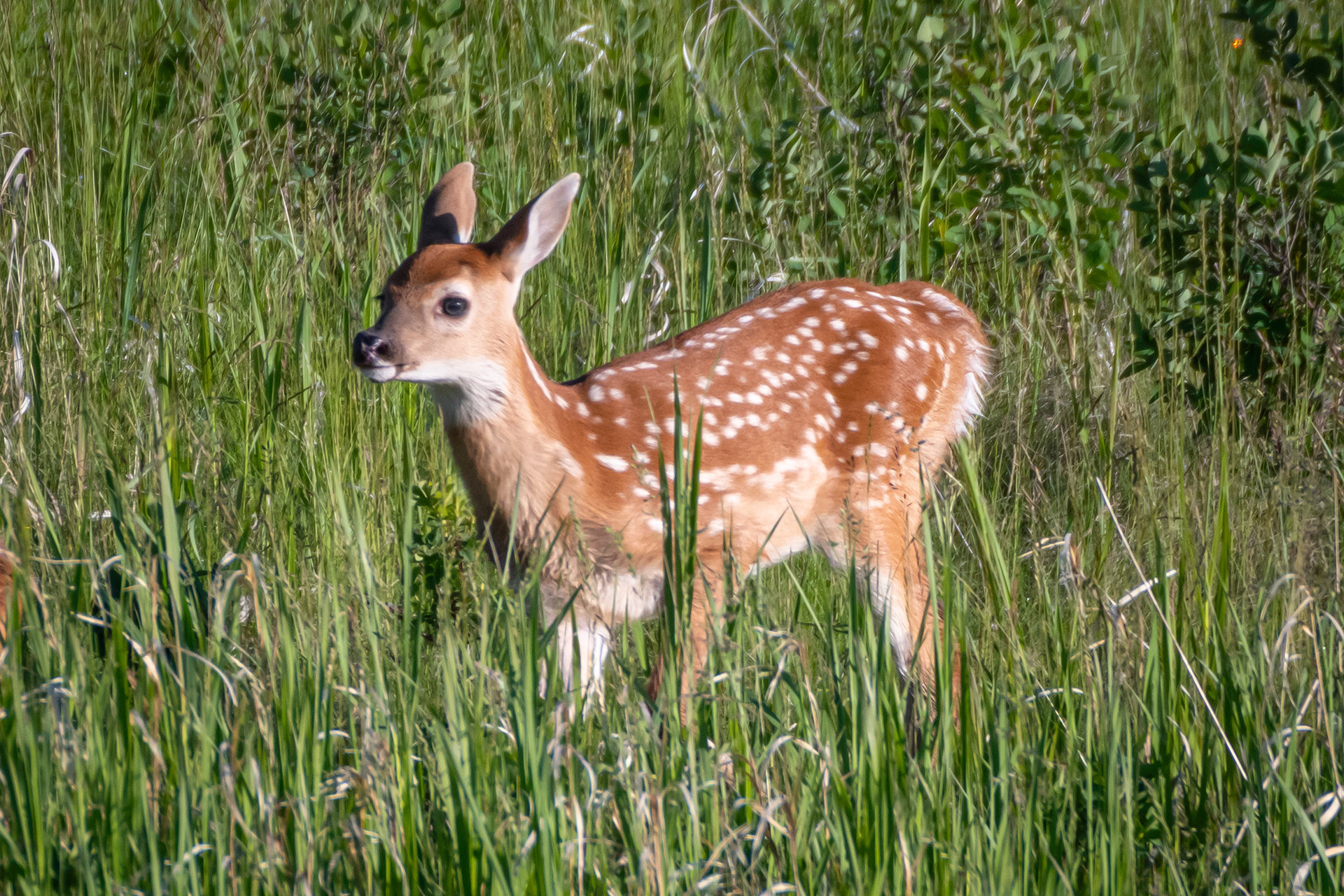 White-tailed Deer fawn, Marshall Springs ponds, Fish Creek Provincial Park, Calgary, AB