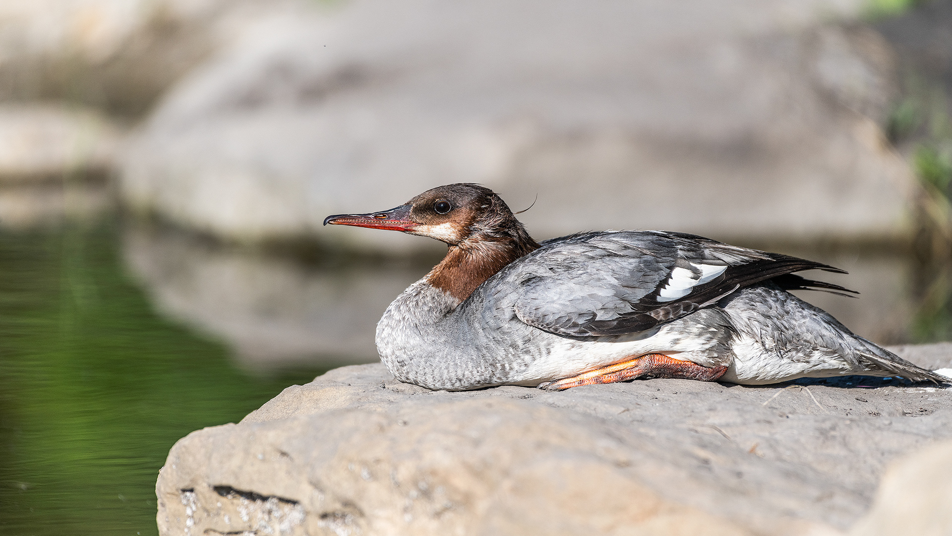 Common Merganser (female) at rest near the Marshall Springs ponds in Fish Creek Provincial Park, Calgary, Alberta