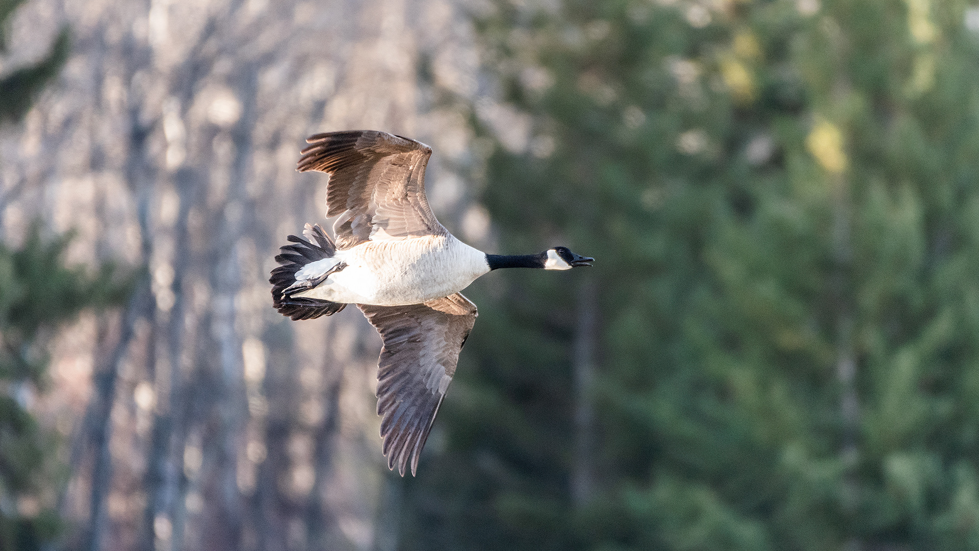 Canada Goose in flight at the Marshall Springs ponds in Fish Creek Provincial Park