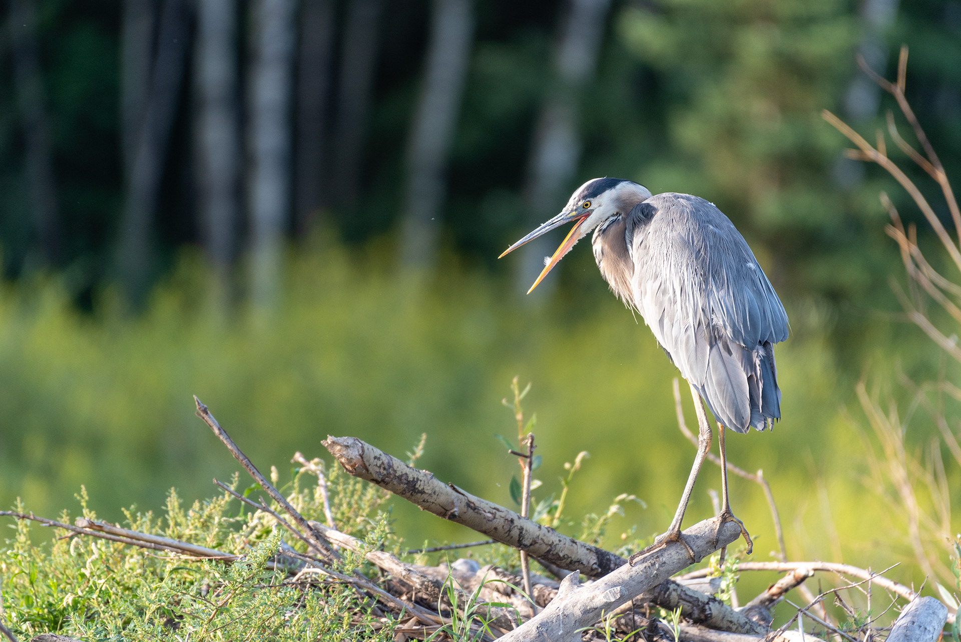 Great Blue Heron, open bill