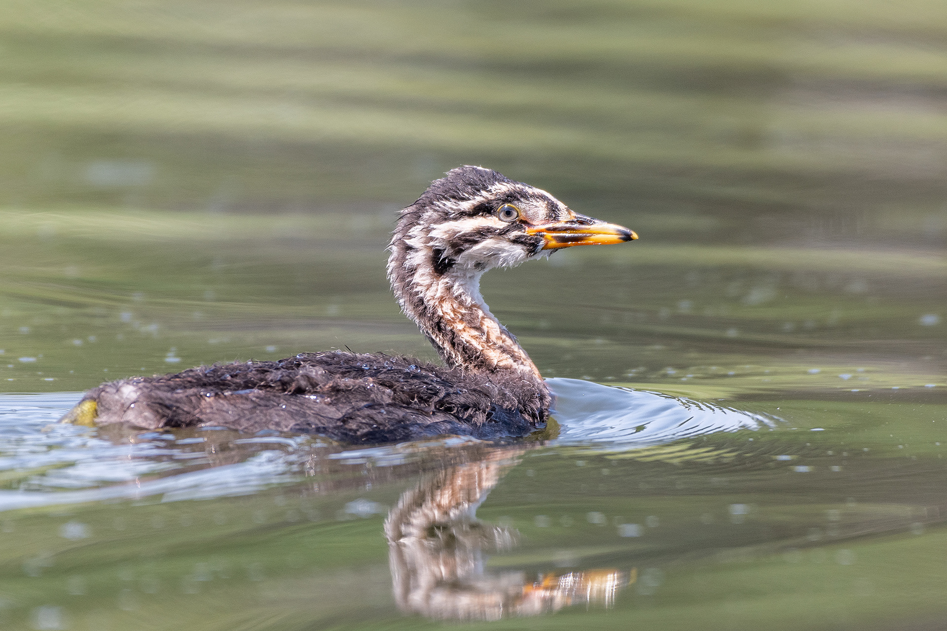 Red-necked Grebe (immature), Marshall Springs - Fish Creek Prov. Park, Calgary, AB