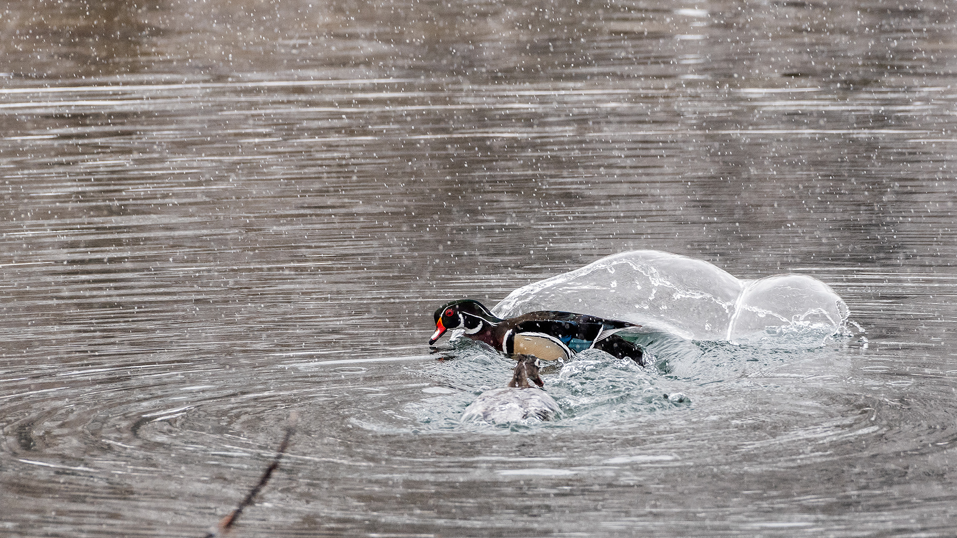 Wood Duck pair at the Inglewood Bird Sanctuary & Nature Centre, Calgary, Alberta