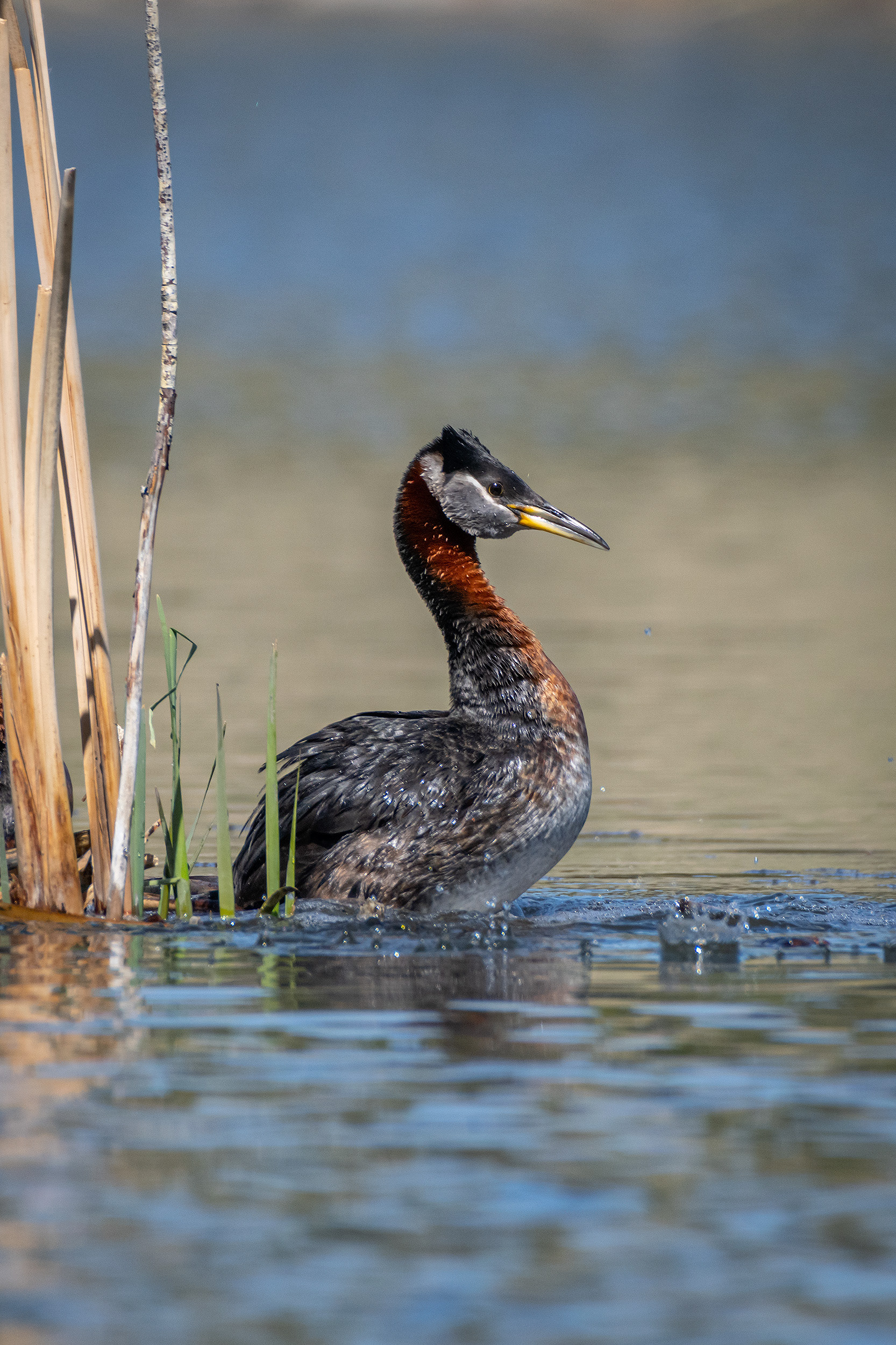 Red-necked Grebe (male), Marshall Springs ponds, Fish Creek Provincial Park, Calgary, AB