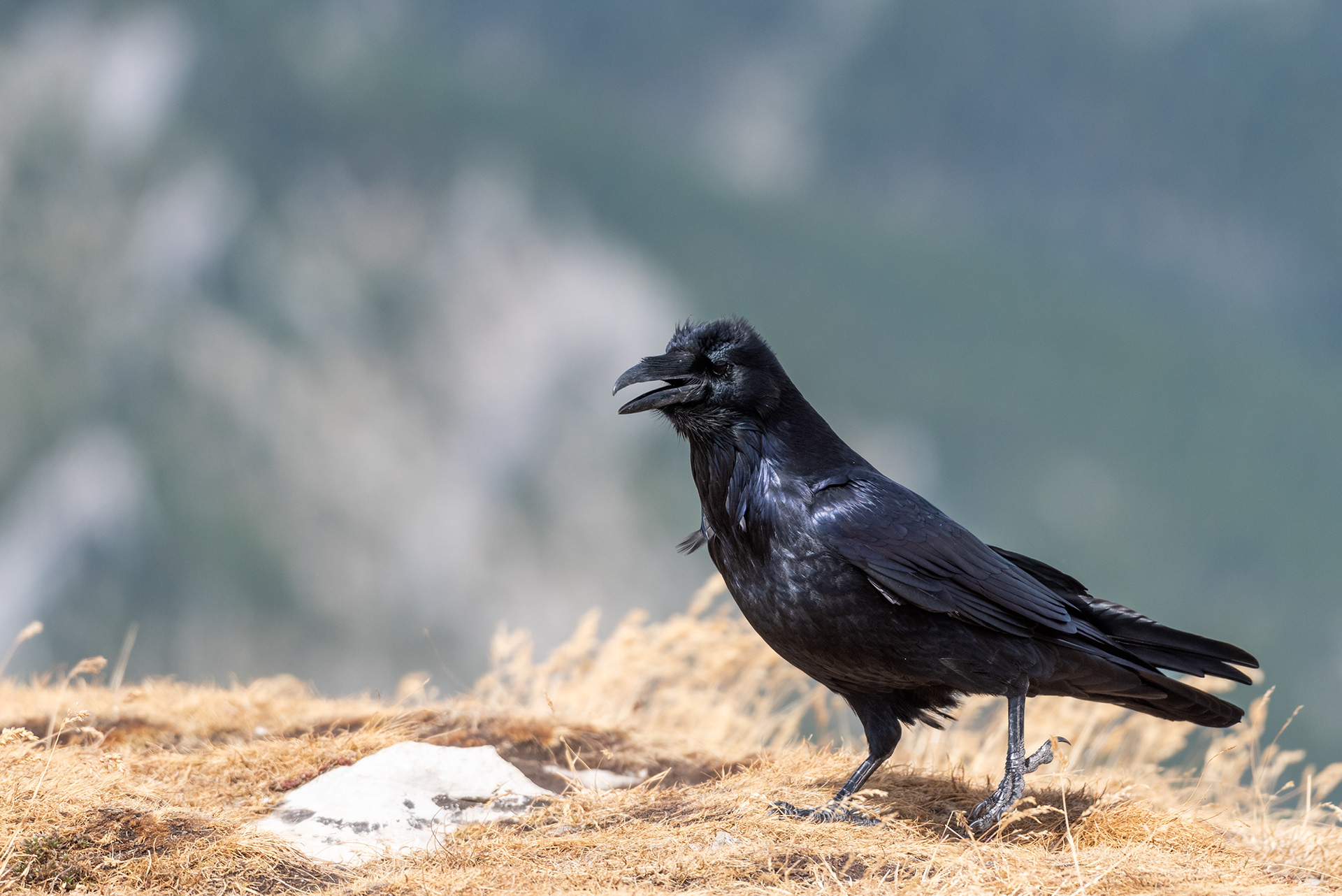 Common Raven bird at Prairie Mountain