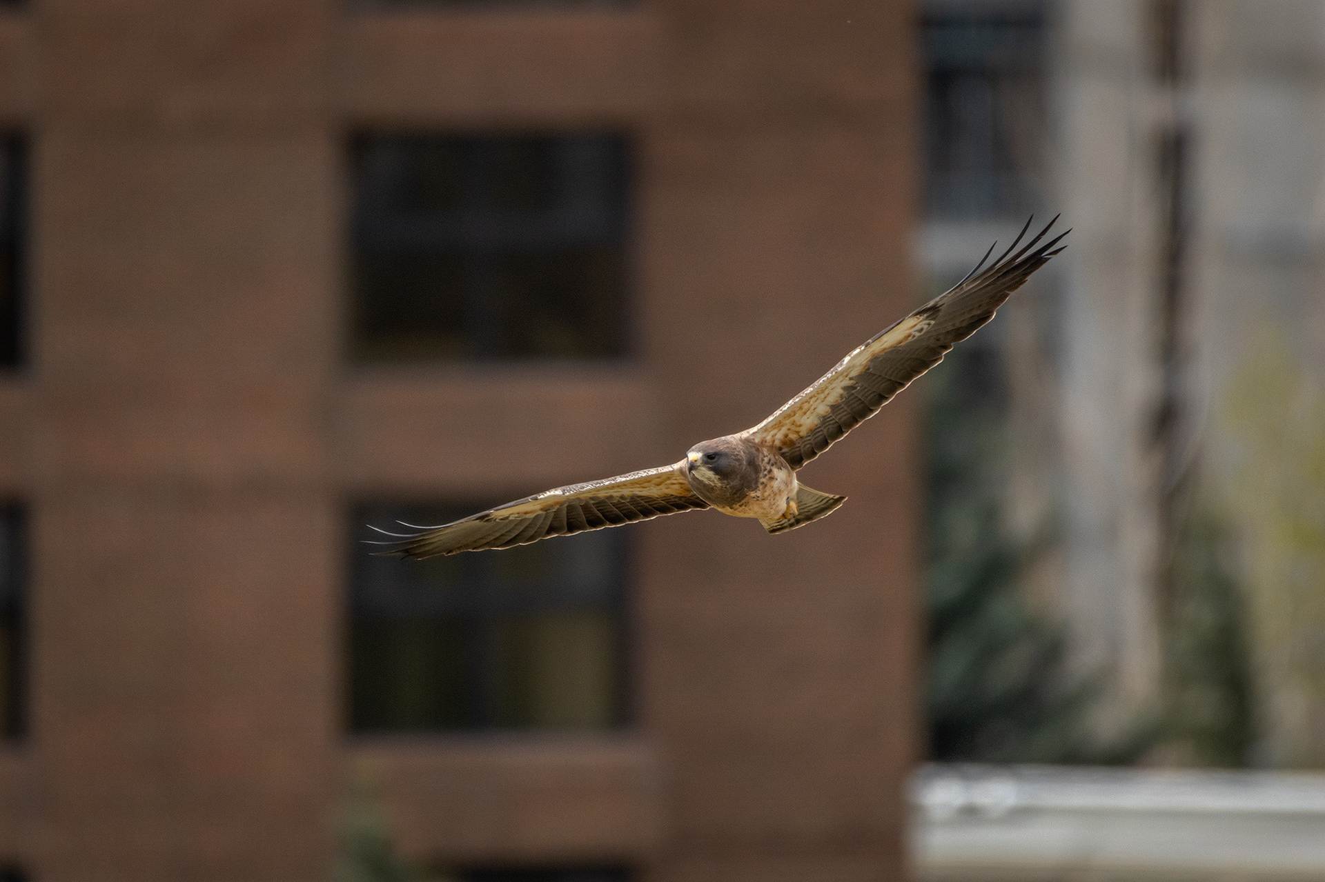 Hawk (in flight), near Tom Campbell's Hill Natural Park, Calgary, AB