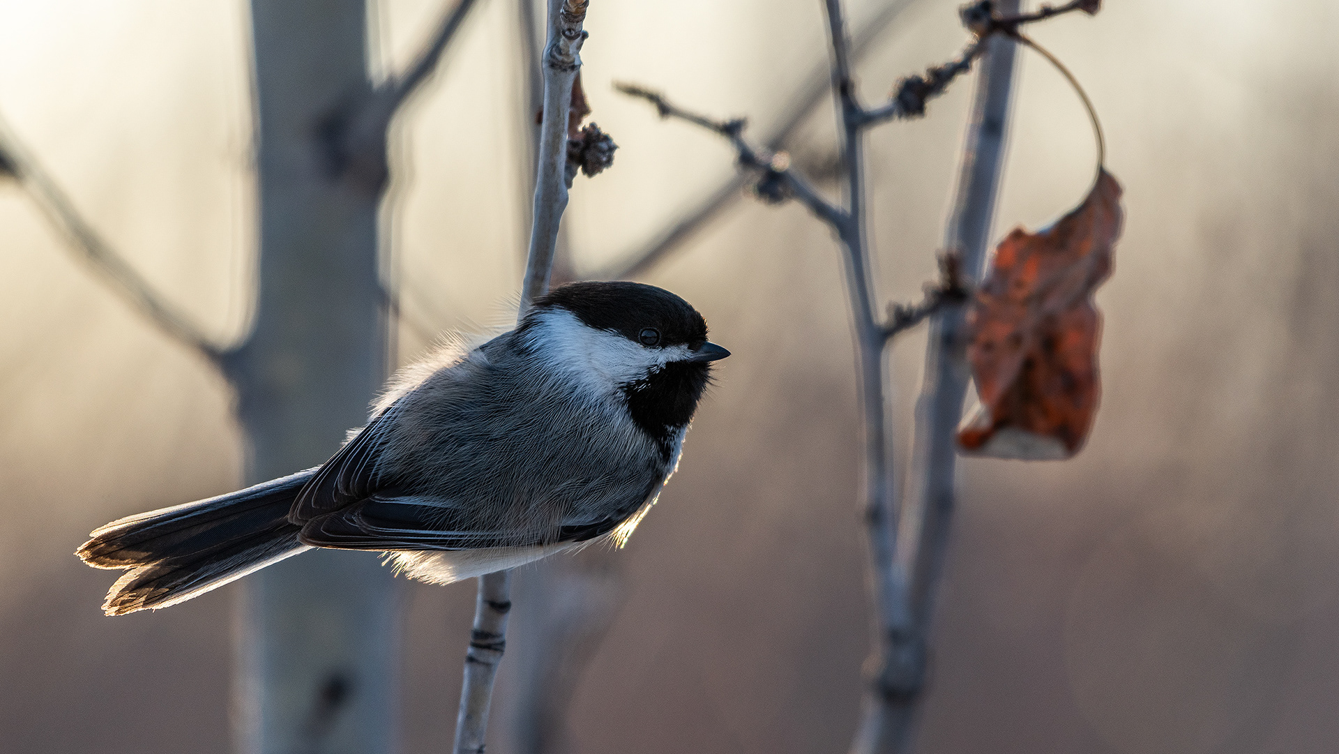 Black-capped Chickadee near Glennfield, Fish Creek Prov. Park, Calgary, AB