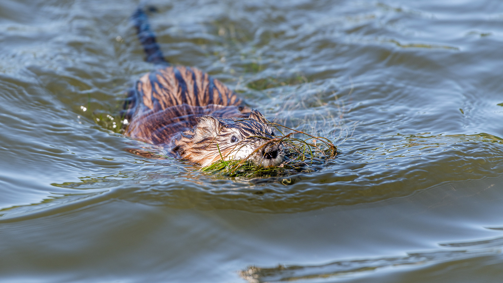 Muskrat, Marshall Springs, Fish Creek Prov. Park, Calgary, AB