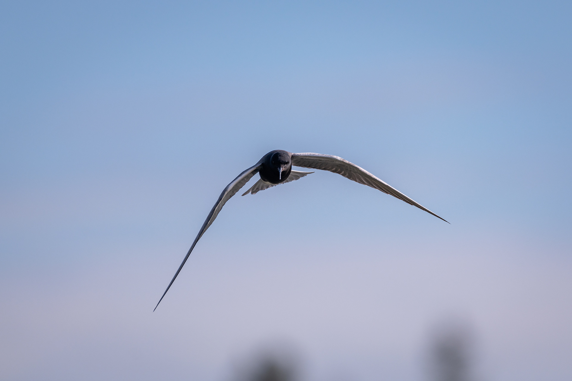 Black Tern (in flight), Marshall Springs ponds, Fish Creek Provincial Park, Calgary, AB