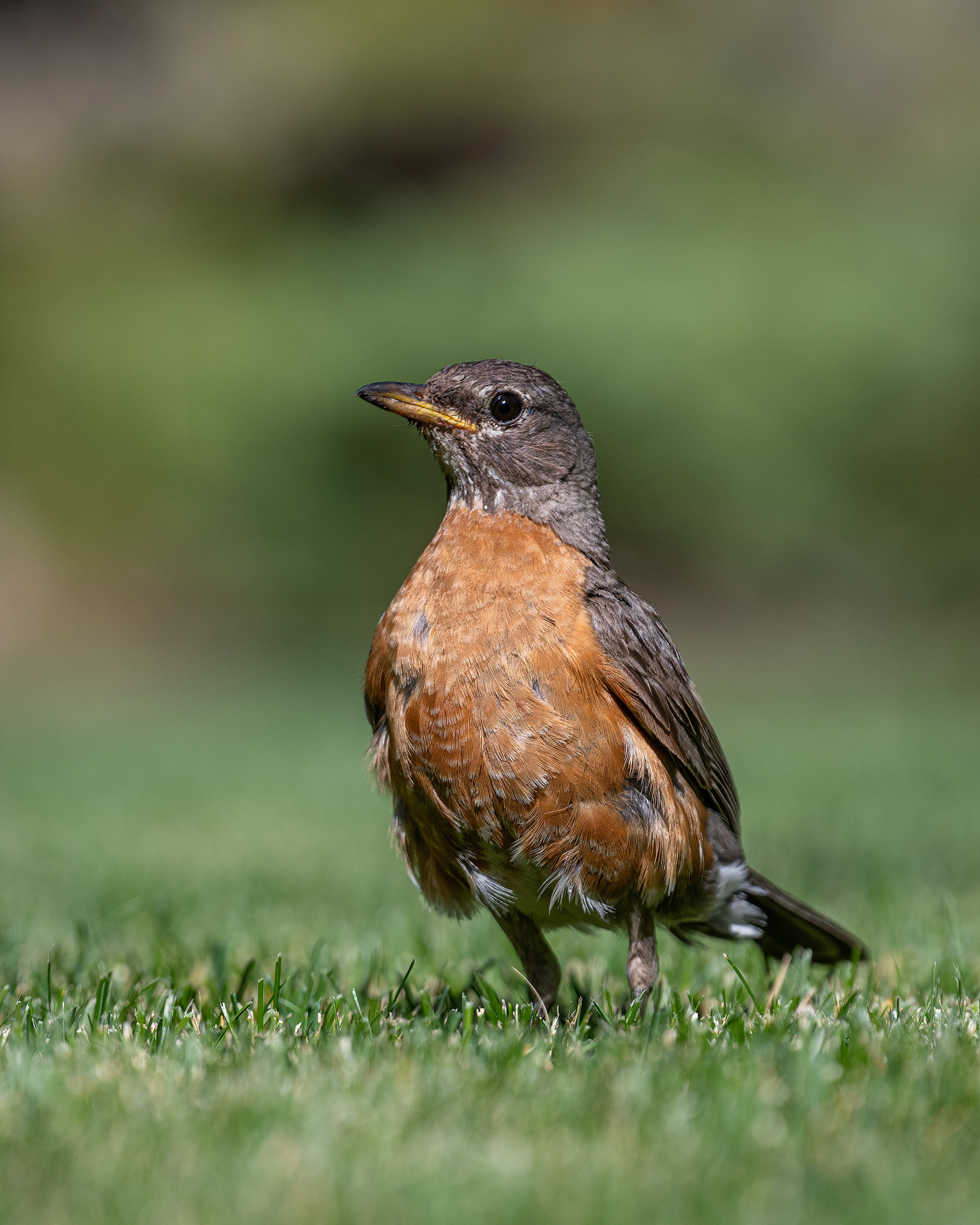 American Robin (female), Bridlewood, Calgary, AB