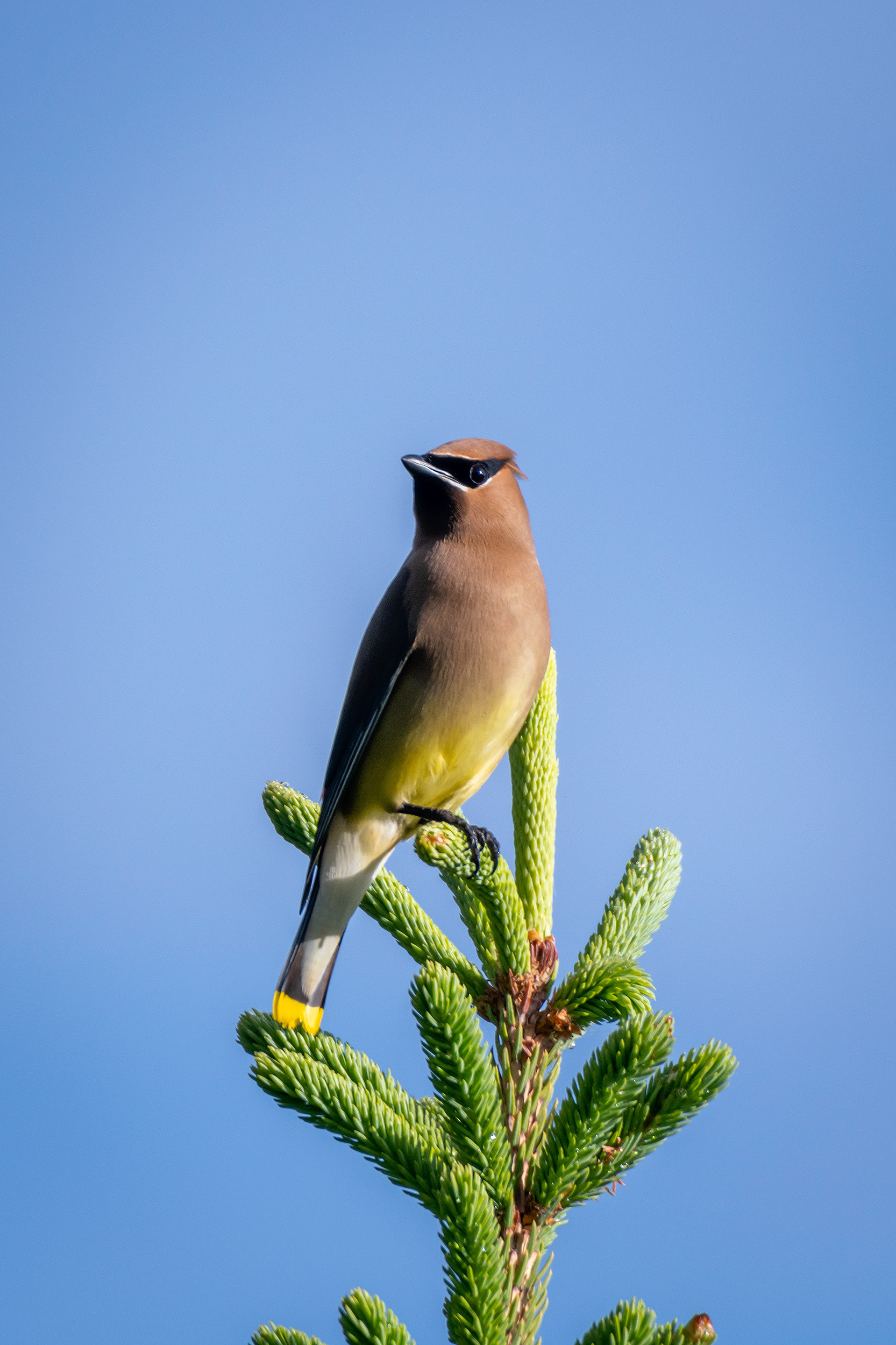 Cedar Waxwing, Marshall Springs ponds, Fish Creek Provincial Park, Calgary, AB